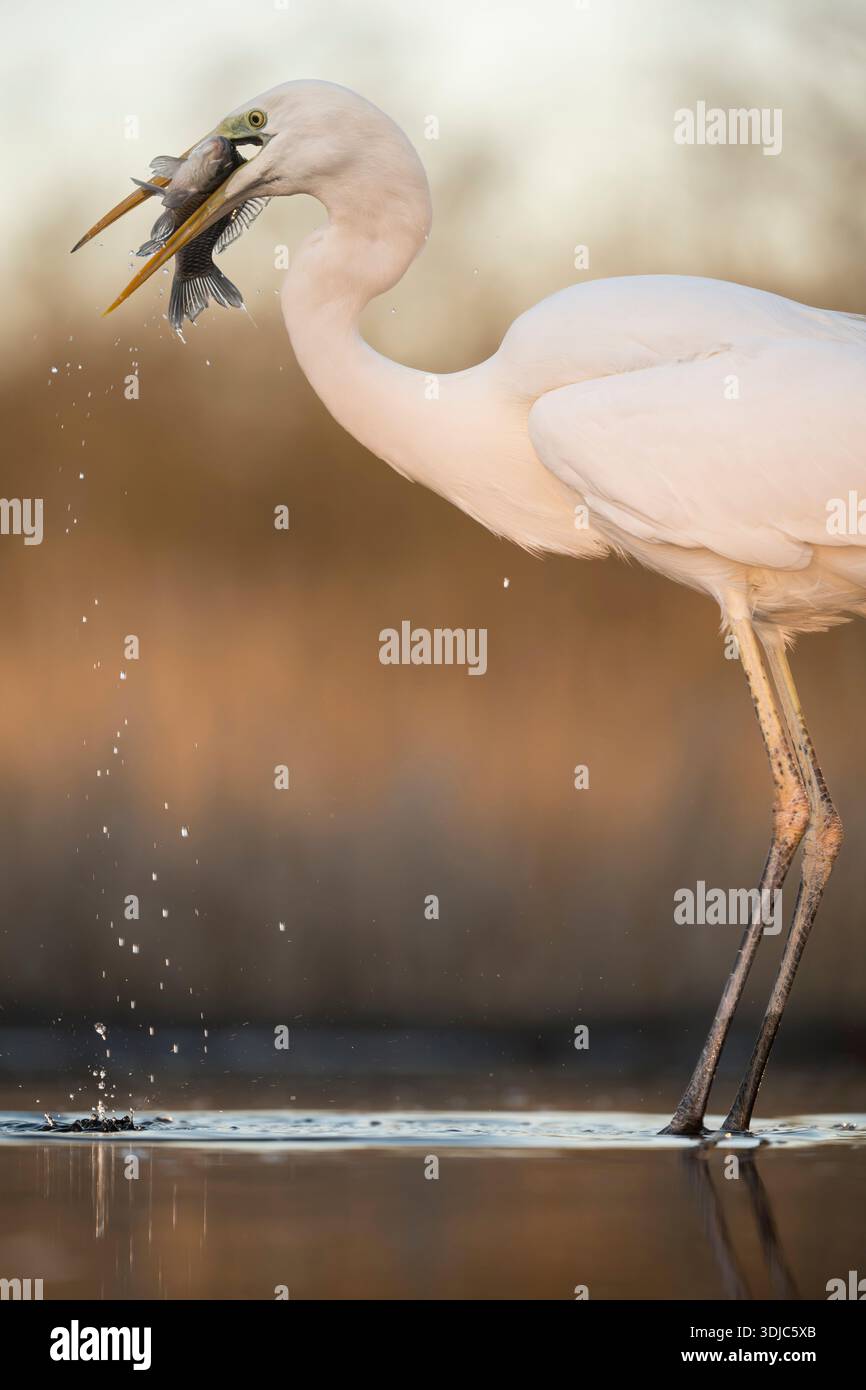 Großer Weißreiher, Ardea alba, isst einen Fisch, Ungarn Stockfoto