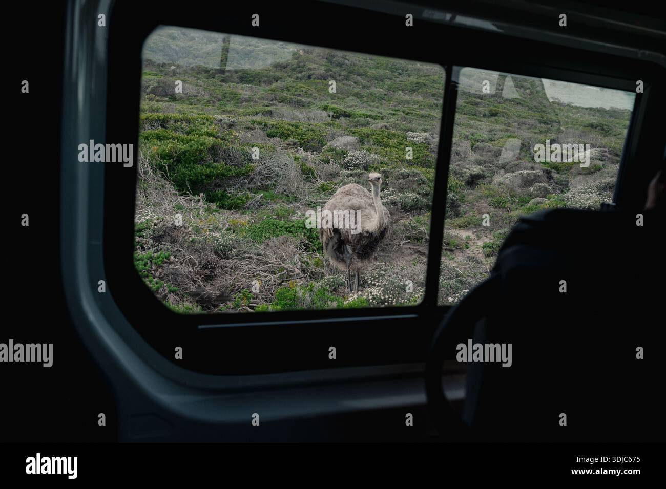 Strauß steht bei Tageslicht in natürlicher Landschaft am Fahrzeug Stockfoto