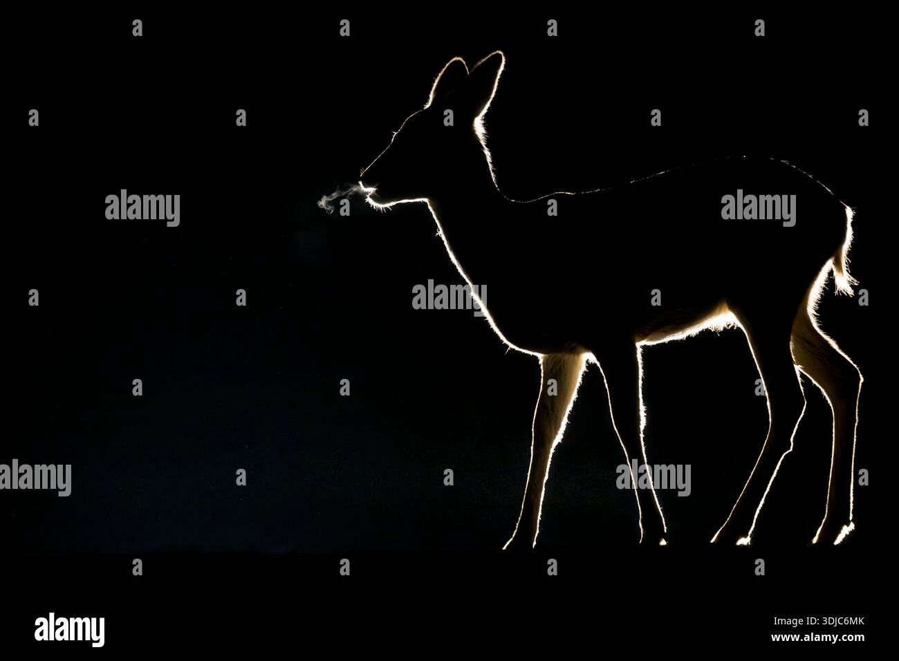Rehe, Capreolus capreolus, nachts hinterleuchtet, Ungarn Stockfoto