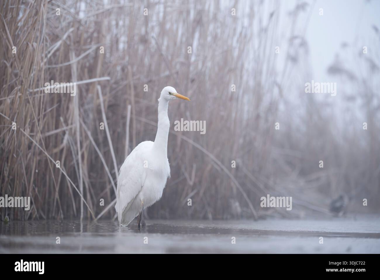 Großer Weißreiher, Ardea alba, im kalten nebeligen Morgenlicht, Ungarn Stockfoto