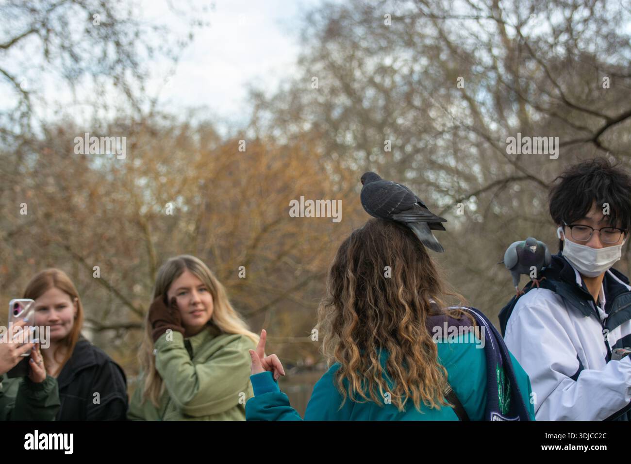 Mädchen im St. James's Park machen im Januar Fotos mit ihren Handys von einer Taube auf dem Kopf ihres Freundes, London, UK. Die Tierwelt in London Stockfoto