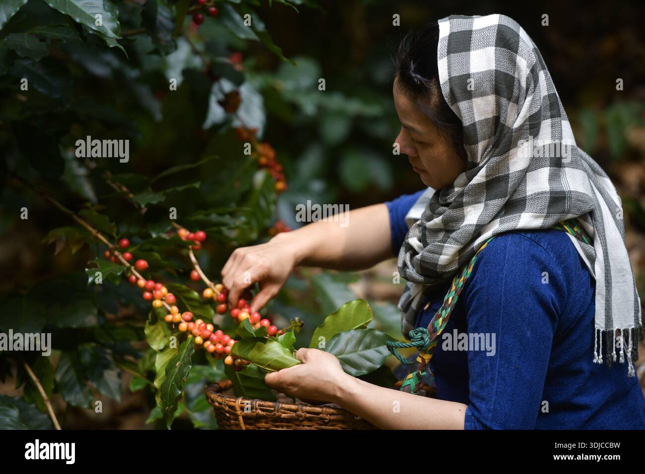 Nahaufnahme einer Frau, die Kaffeekirschen aus Kaffeebauchen auf einer Plantage in Thailand pflückt Stockfoto
