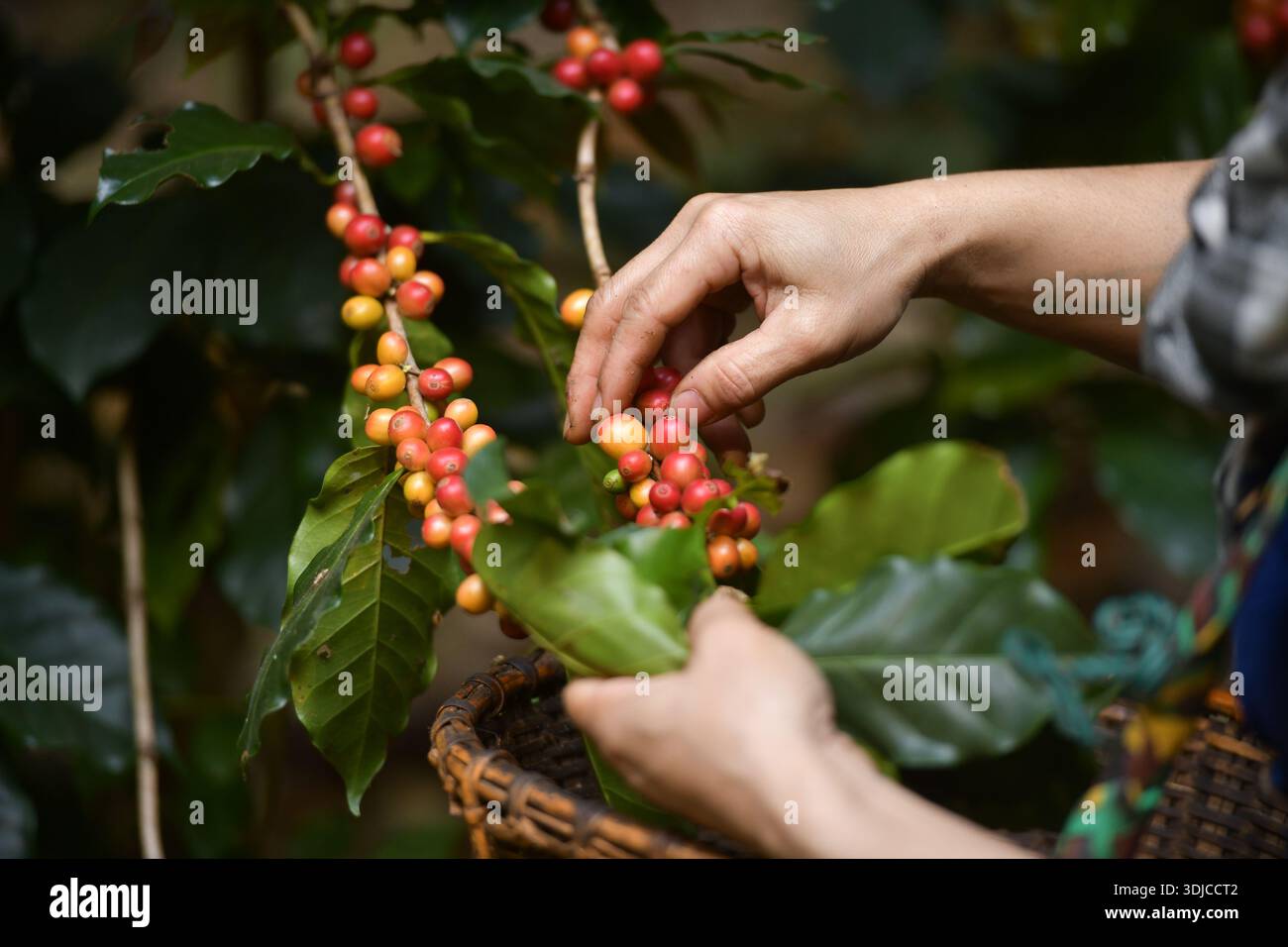 Nahaufnahme einer Frau, die Kaffeekirschen aus Kaffeebauchen auf einer Plantage in Thailand pflückt Stockfoto