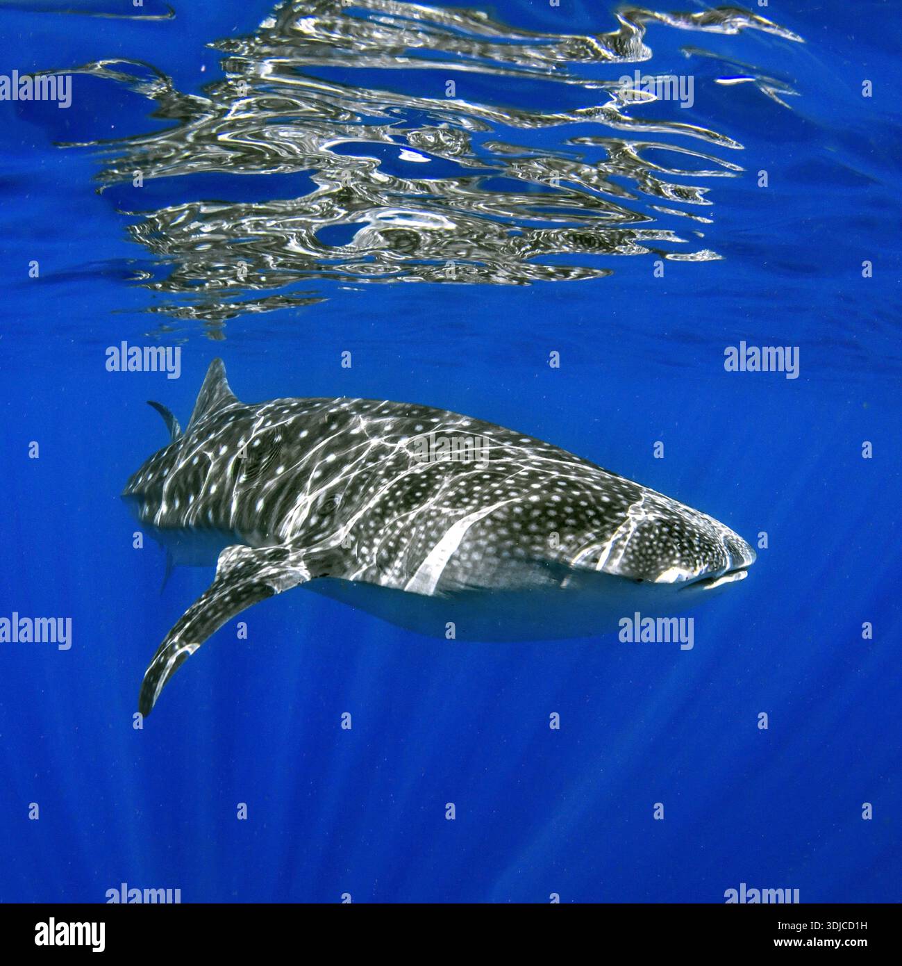 Nahaufnahme eines Walhais (Rhincodon Typus), der an der Oberfläche des Pazifiks schwimmt, Hawaii, USA Stockfoto