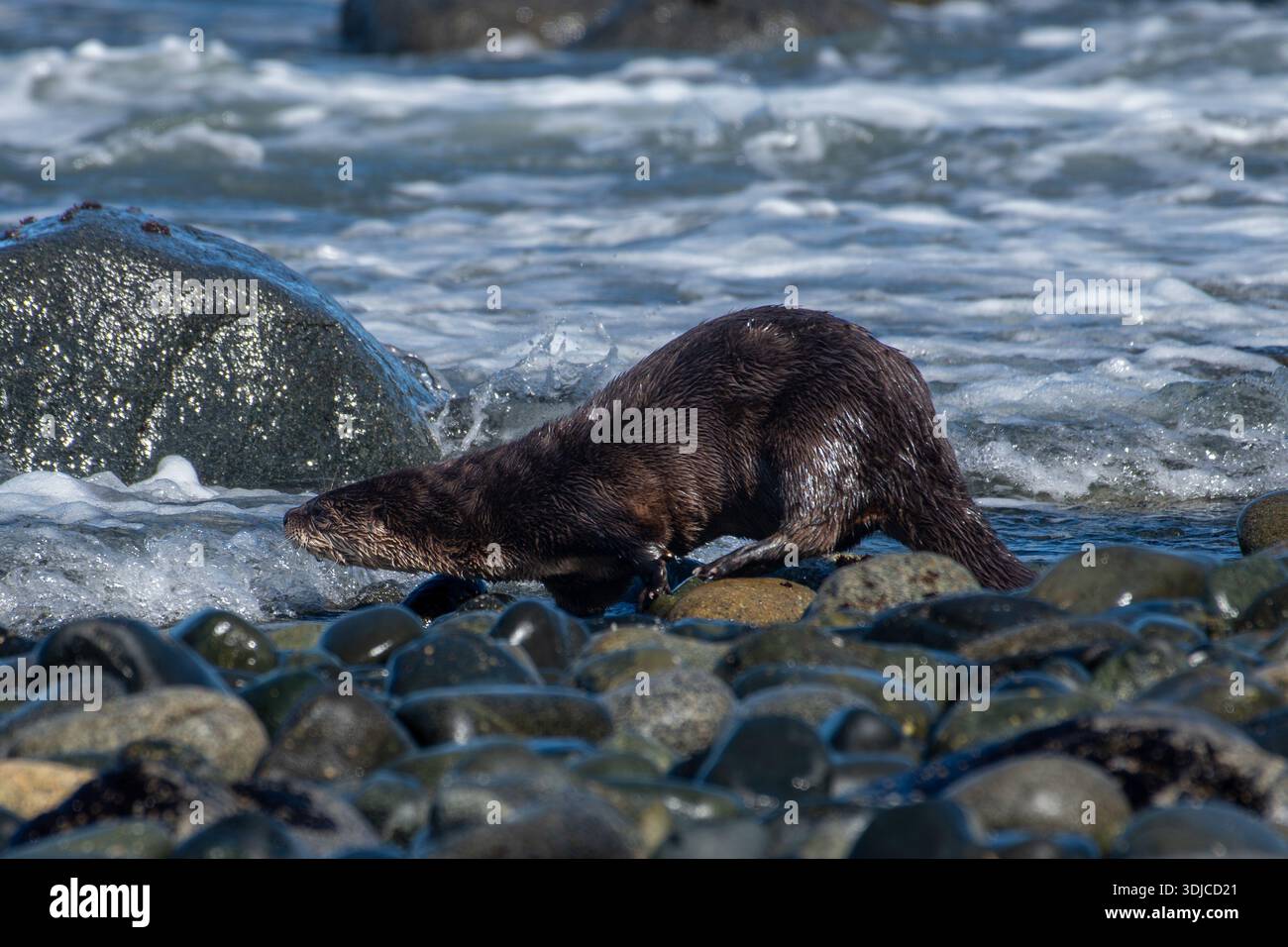 Nahaufnahme eines River Otter auf der Suche nach Essen entlang der Meeresküste, Vancouver Island, British Columbia, Kanada Stockfoto