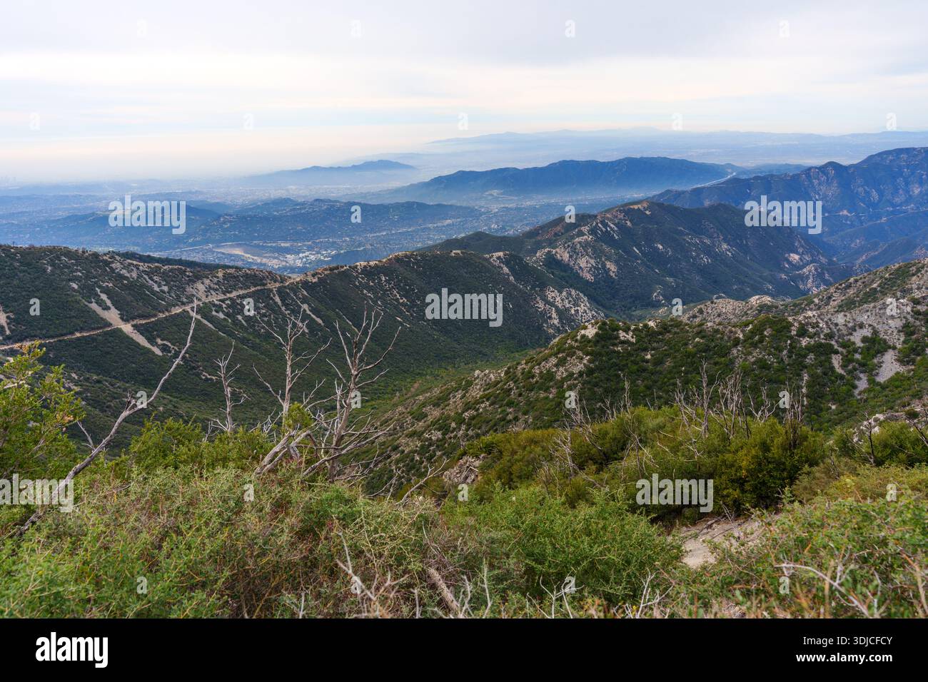 Panoramablick von einem Wanderweg in den San Gabriel Mountains, mit toten Ästen im Vordergrund mit Blick auf grüne Grate und ein trübes urbanes Tal Stockfoto