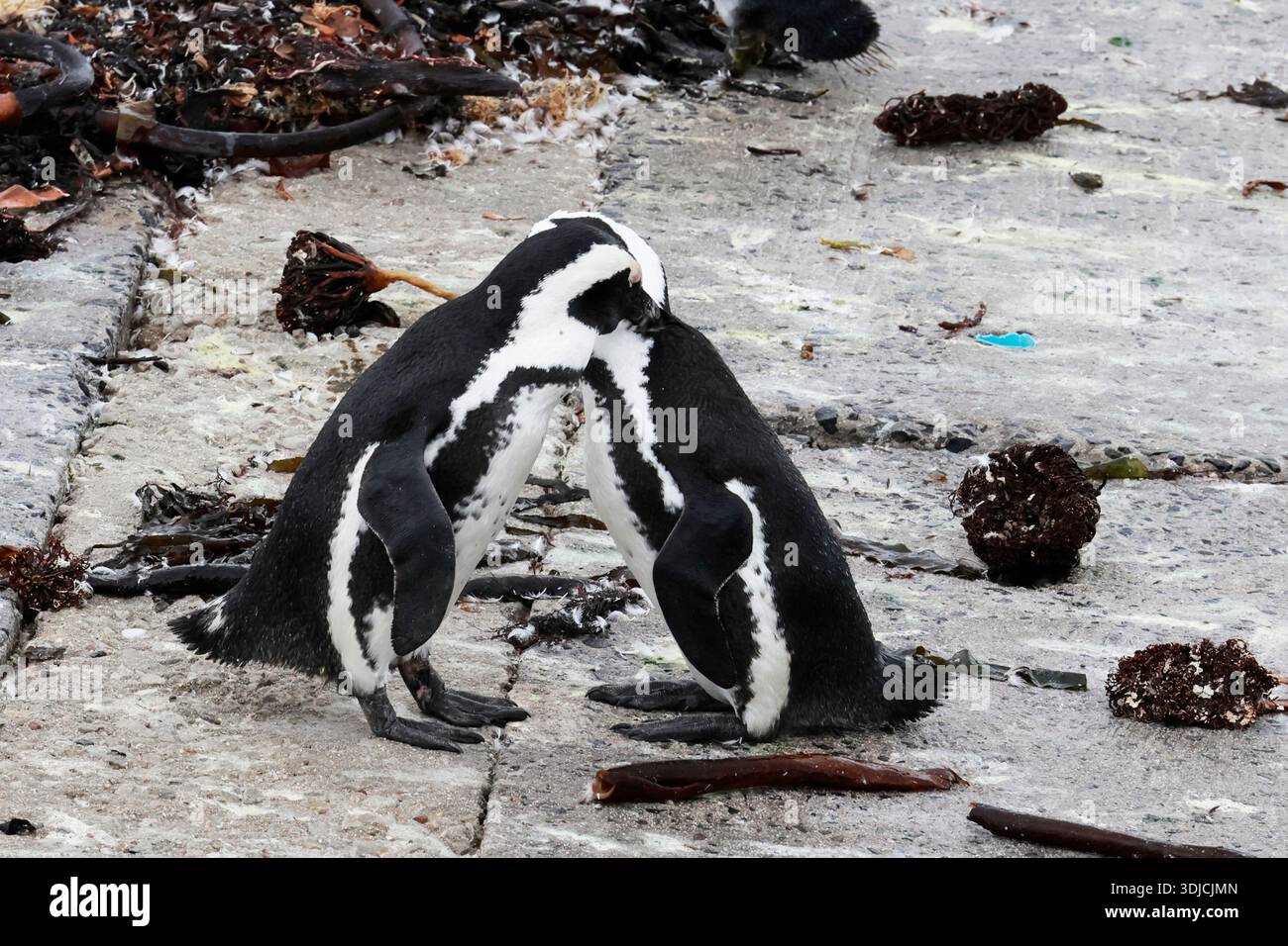 Kolonie afrikanischer Pinguine (Spheniscus demersus) im Naturreservat Stony Point, Betty's Bay, Overberg, Südafrika. Stockfoto