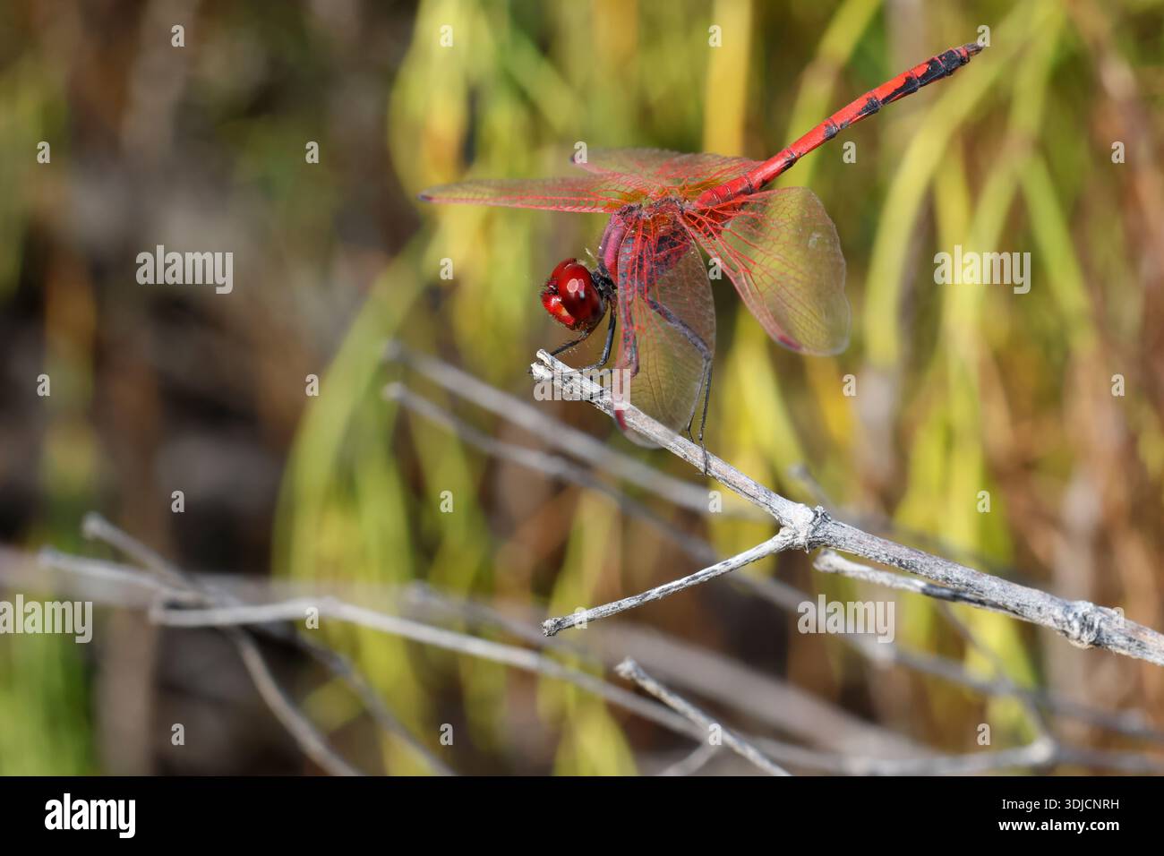 Männliche rotaderförmige Tropftrithemis arteriosa. Las Palmas de Gran Canaria. Gran Canaria. Kanarische Inseln. Spanien. Stockfoto