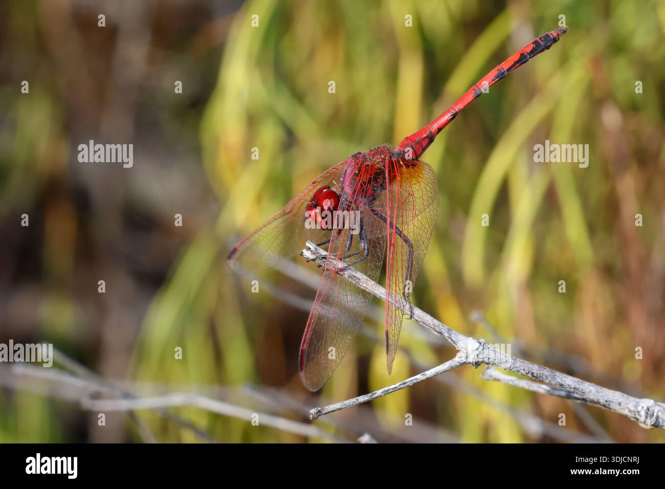 Männliche rotaderförmige Tropftrithemis arteriosa. Las Palmas de Gran Canaria. Gran Canaria. Kanarische Inseln. Spanien. Stockfoto