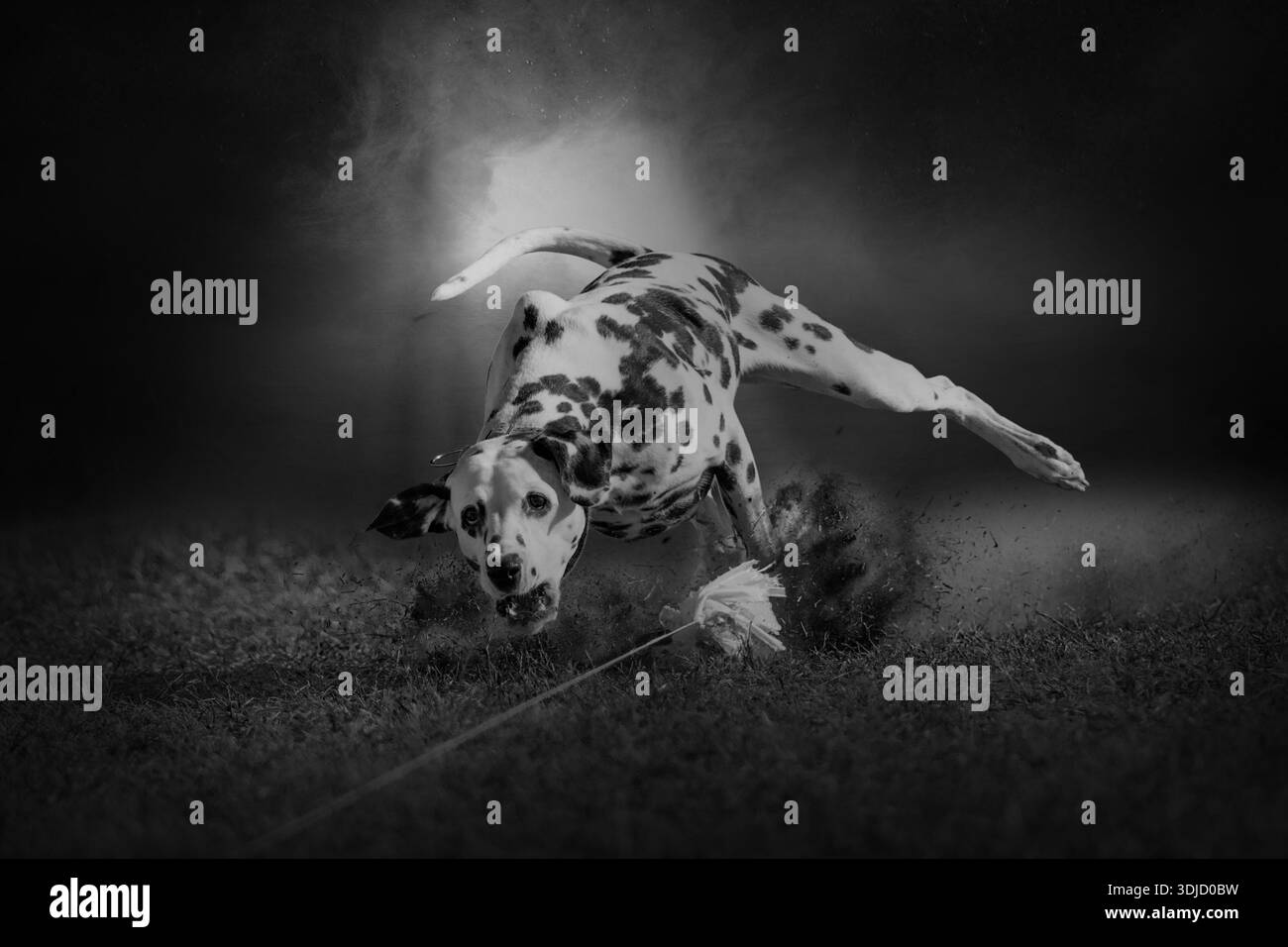 Dalmatiner. Hund nach einer Köderleine am Ende eines lustigen, schnellen Katzenereignisses Stockfoto
