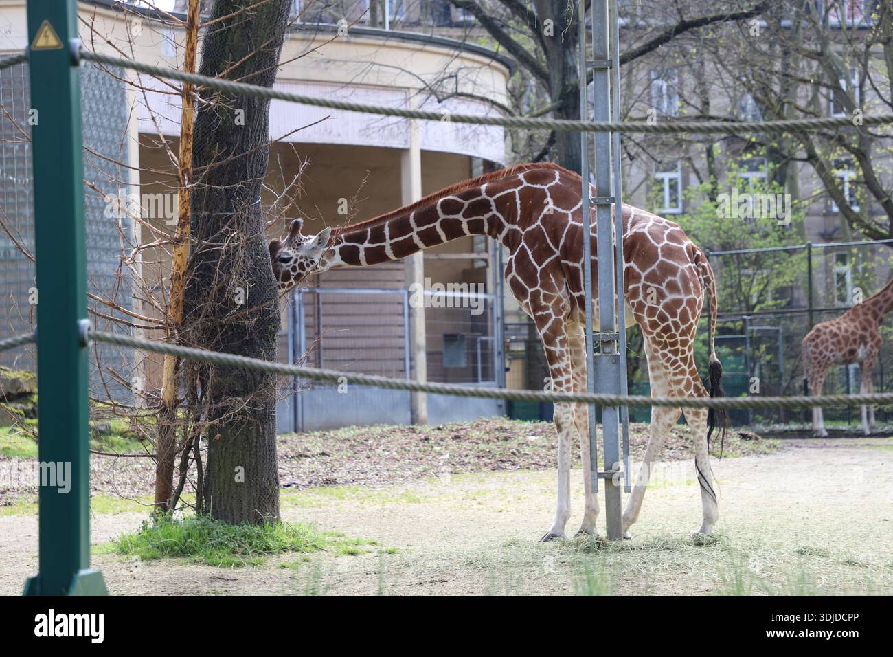 Eine vernetzte Giraffe isst in ihrem Gehege im Zoo. Stockfoto