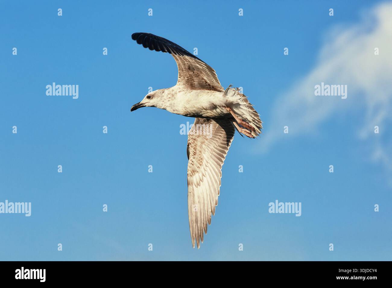 Die Möwe gleitet anmutig durch den klaren blauen Himmel, die Flügel voll ausgezogen, das Sonnenlicht hebt Federn hervor, während des Fluges erfasst, Freiheit vermittelt, Bewegung Stockfoto