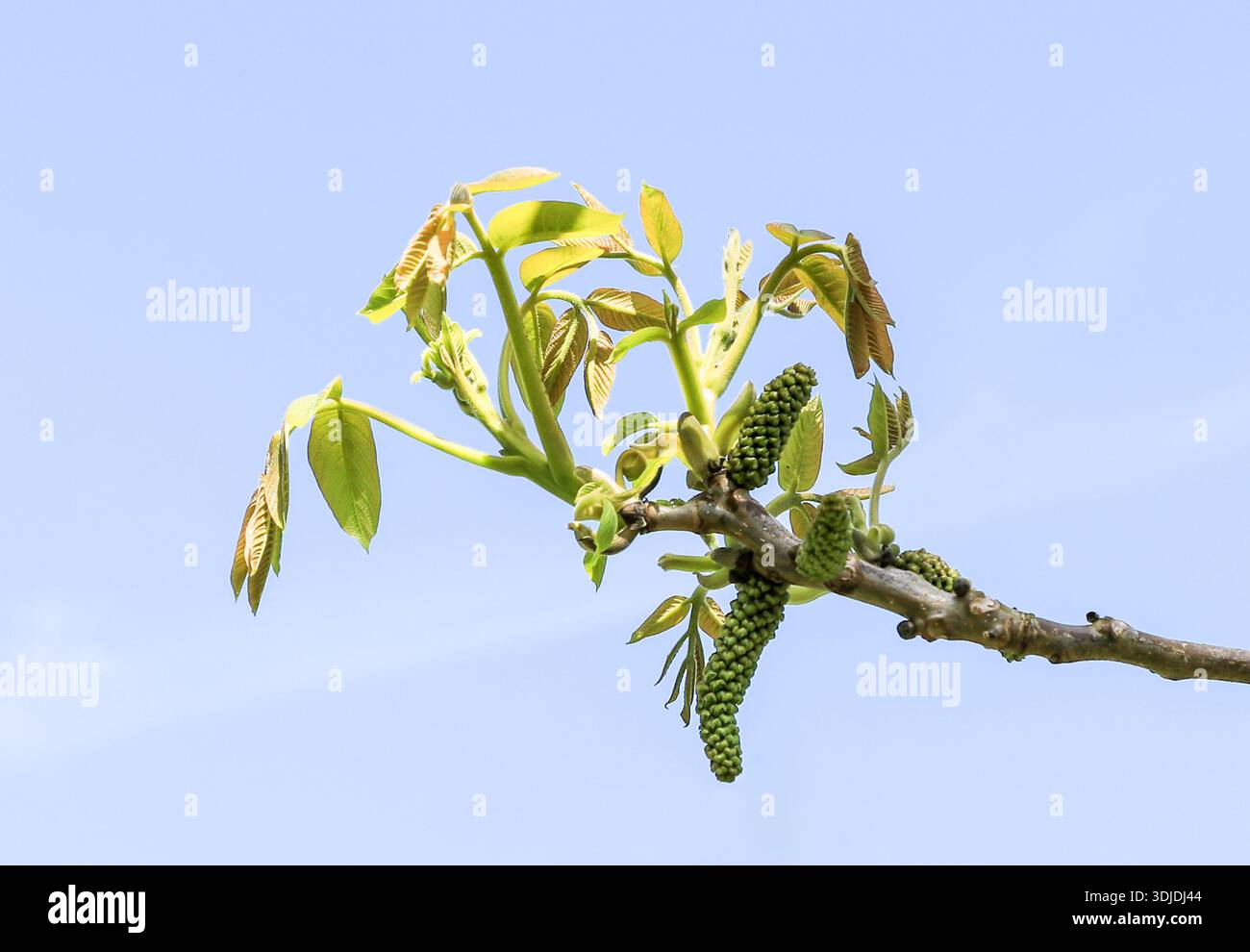 Schwarze Nussbaum (Juglans nigra) sind die herabhängenden, grünen, männlichen Blütengruppen des Baumes, die im Frühjahr neben neuen Blättern entstehen, England, Großbritannien Stockfoto