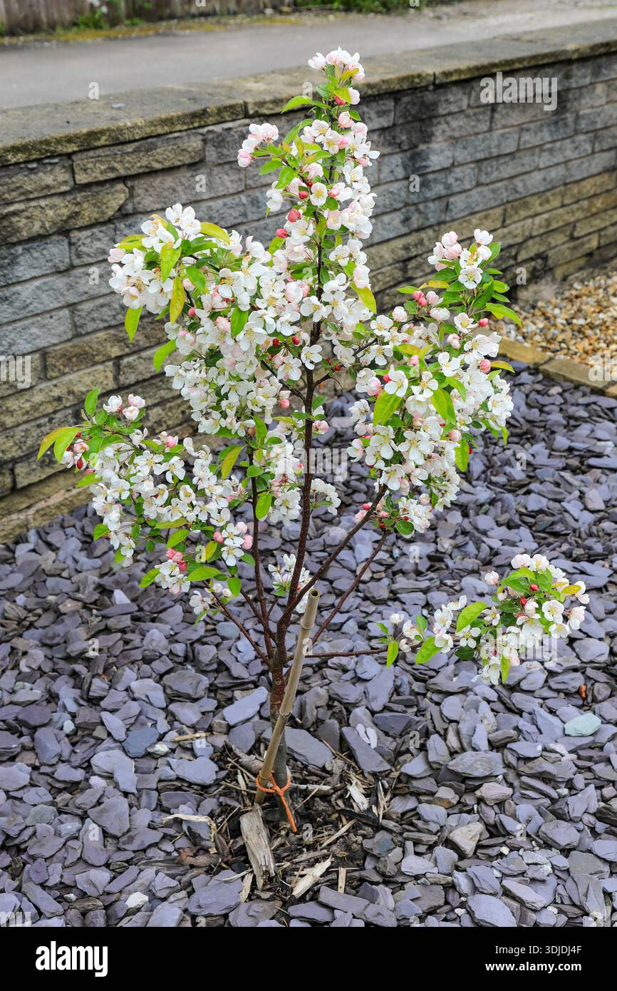 Die weißen Blüten oder Blüten eines Malus Hillieri oder Hillieri Crab Apple Baumes im Frühjahr, England, Großbritannien Stockfoto