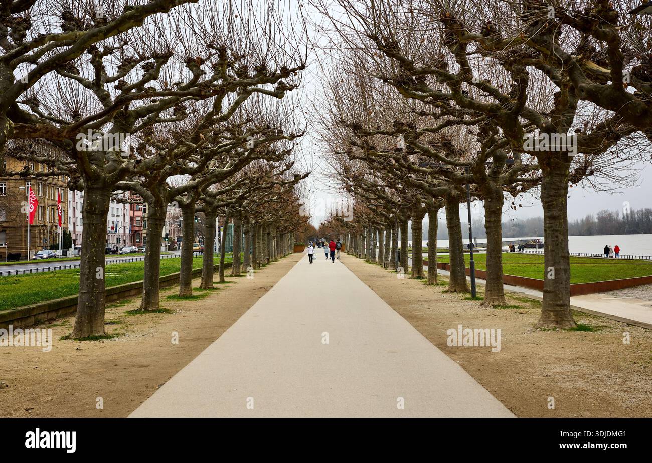 Die Rheinpromenade in Mainz während der Weihnachtszeit Stockfoto
