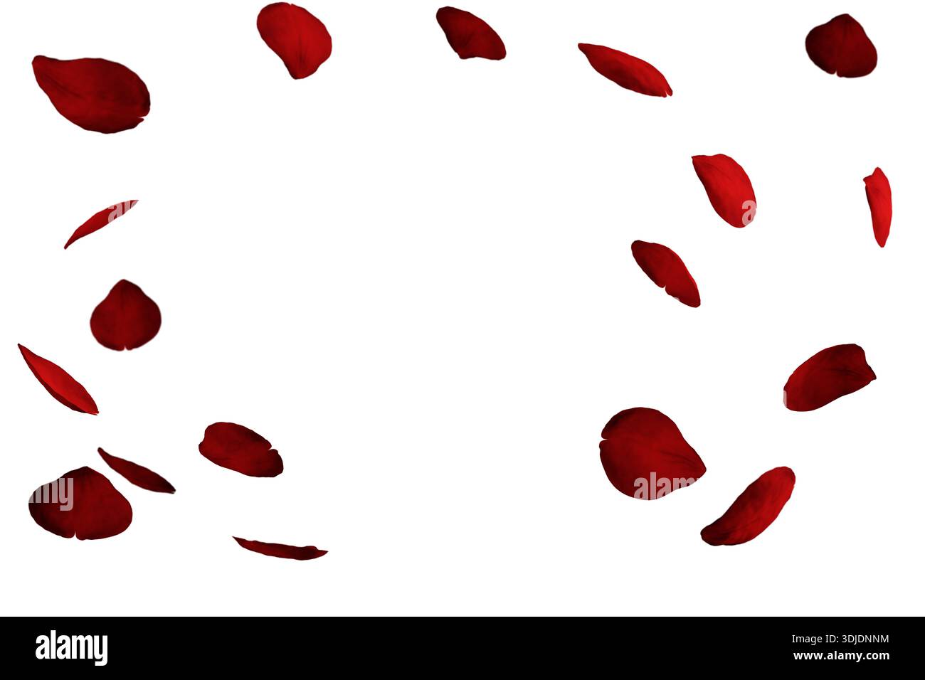 Rote Rosenblätter fallen isoliert auf weißem Hintergrund. Blumenblätter auf transparentem Hintergrund. Florale Textur für den Valentinstag. Stockfoto