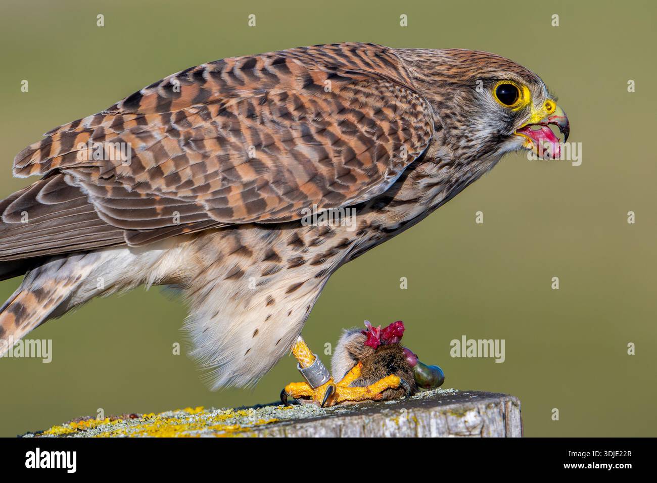 Der gewöhnliche Turmfalke zeigt seine ampfförmige Zunge mit nach hinten gerichteten konischen Papillen, um das Schlucken zu erleichtern und das Aufstoßen von Nahrungsmitteln zu verhindern Stockfoto