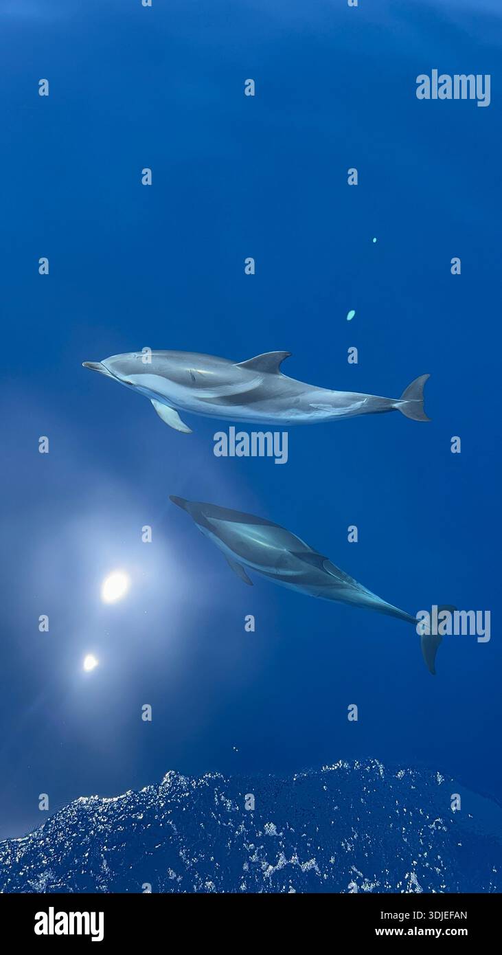 Delfine wurden im Ionischen Meer beobachtet, während sie auf glatter See segeln Stockfoto