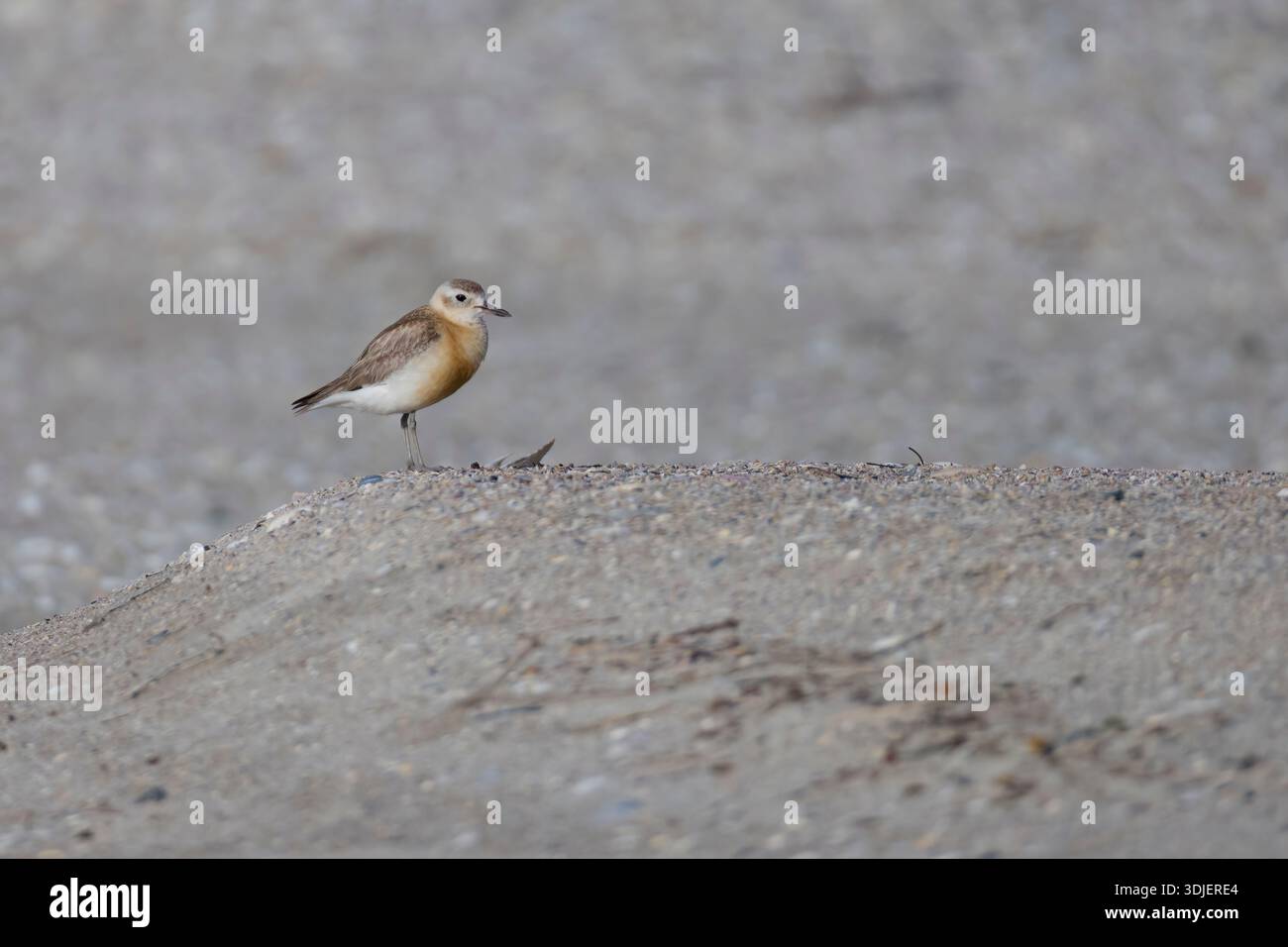 Neuseeland Dotterel am Strand Stockfoto