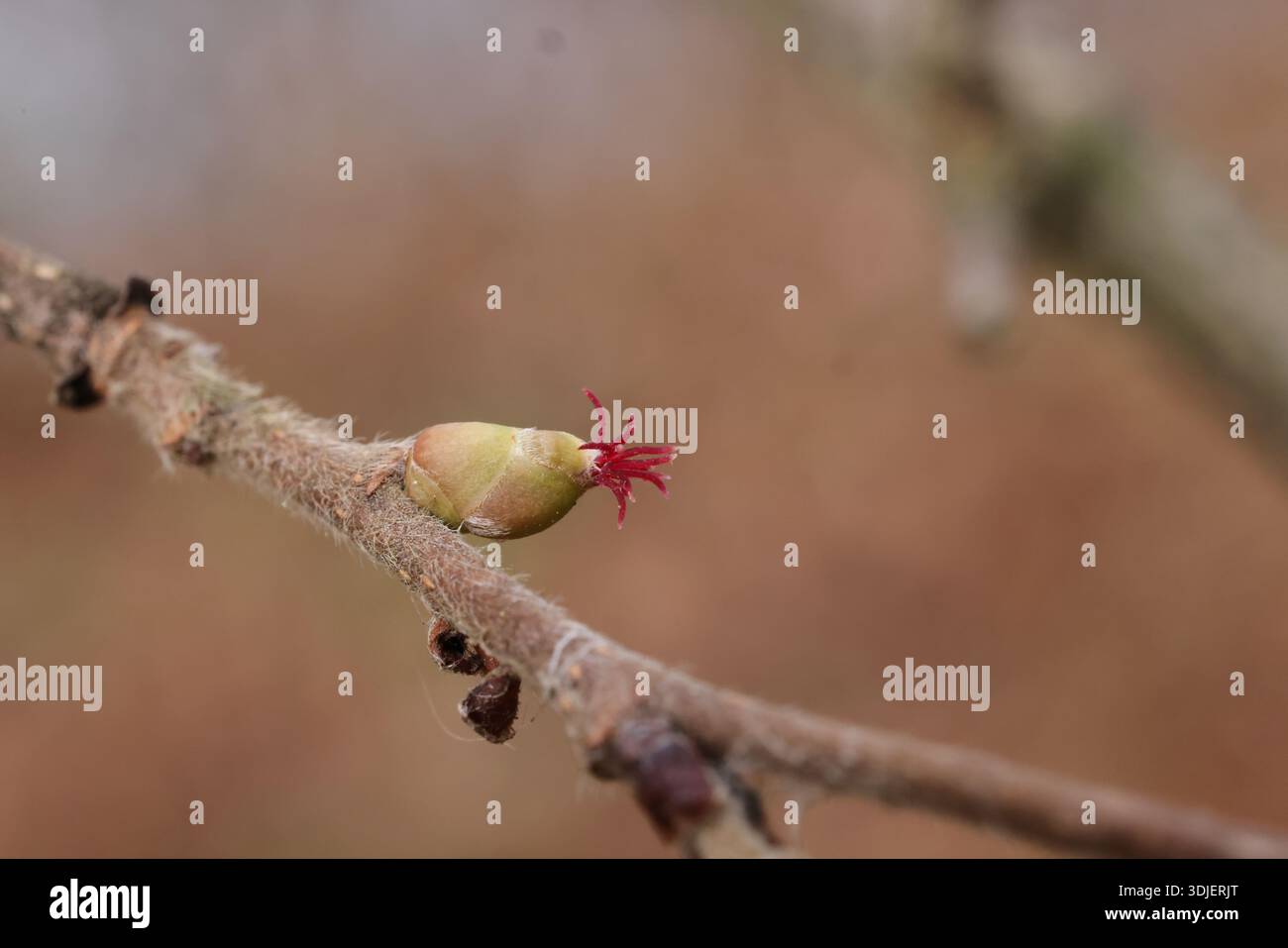 Hazels weibliche Blume, Ende des Winters Stockfoto