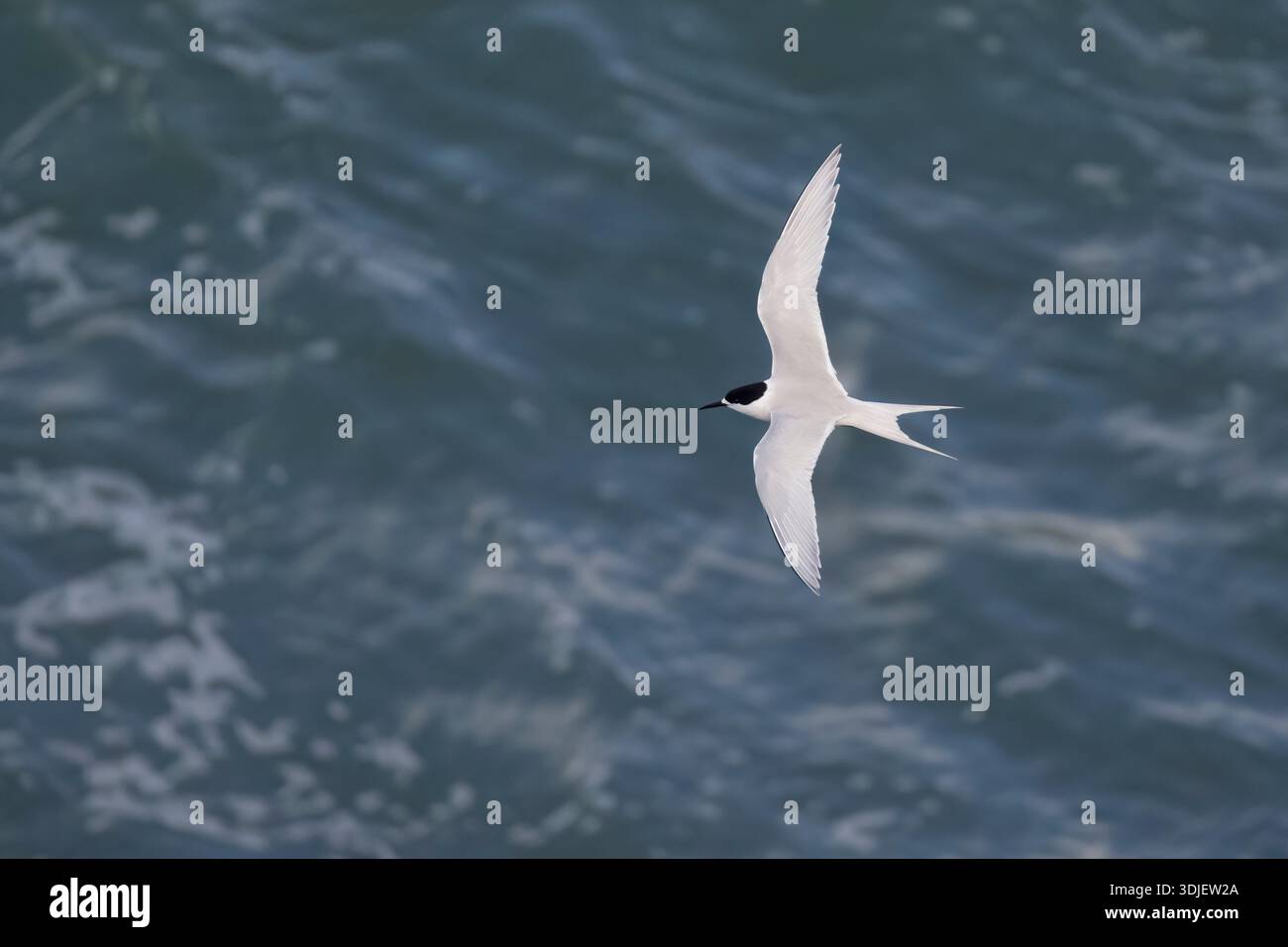 Weiße Tern im Flug Stockfoto