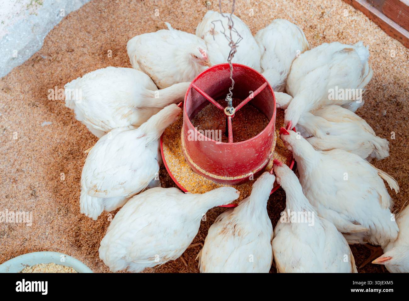 Junge Masthühner, die Getreide aus einem roten Schwebelfutter auf Sägemehl essen Stockfoto