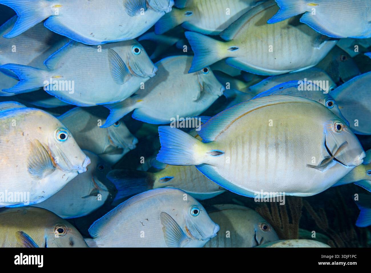 Ozeanchirurgenfische, Acanthurus bahianus, Bonaire, Karibische Niederlande, Karibisches Meer. Stockfoto