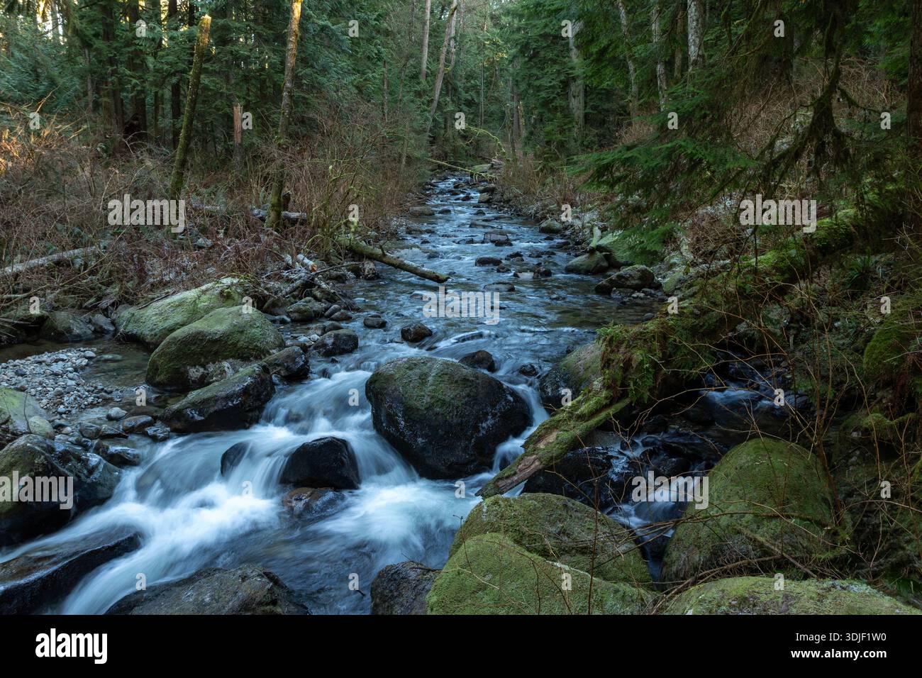 Ein Wasserstrom fließt durch einen Wald mit Moos, das auf den Bäumen wächst. Das Wasser ist klar und ruhig und die Felsen im Fluss sind groß Stockfoto