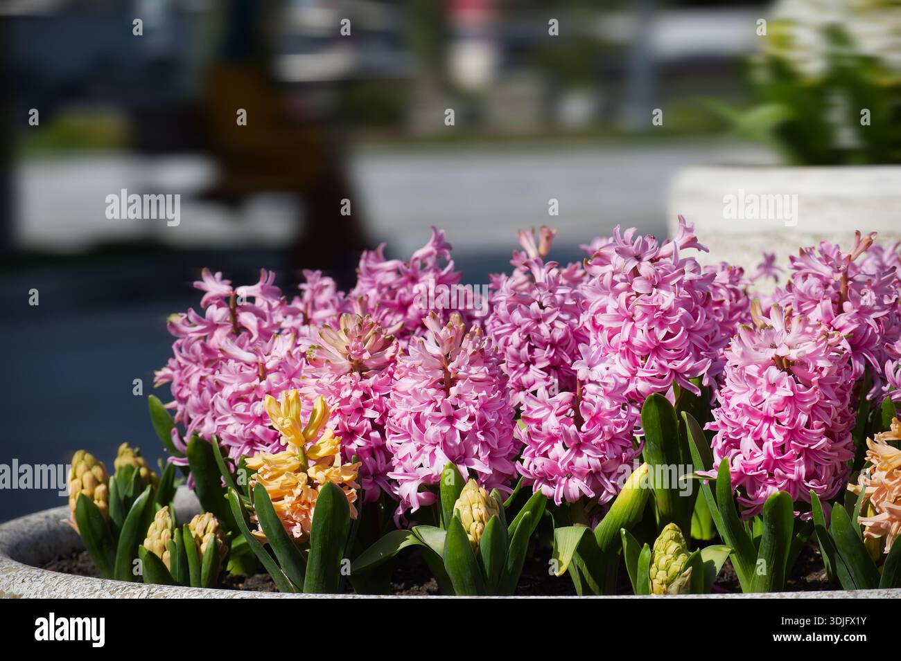 In einem Steintopf blühen leuchtende rosa Hyazinthen, die frische Frühlingsblüten in sonniger Umgebung im Freien zeigen. Stockfoto