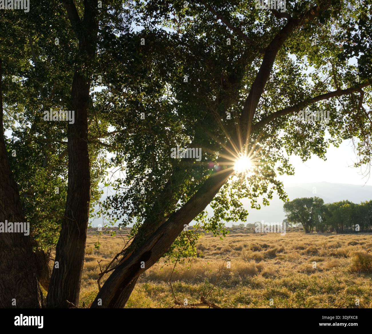 Sunburst mit Pappholzbaum in der Nähe von Bishop California Stockfoto