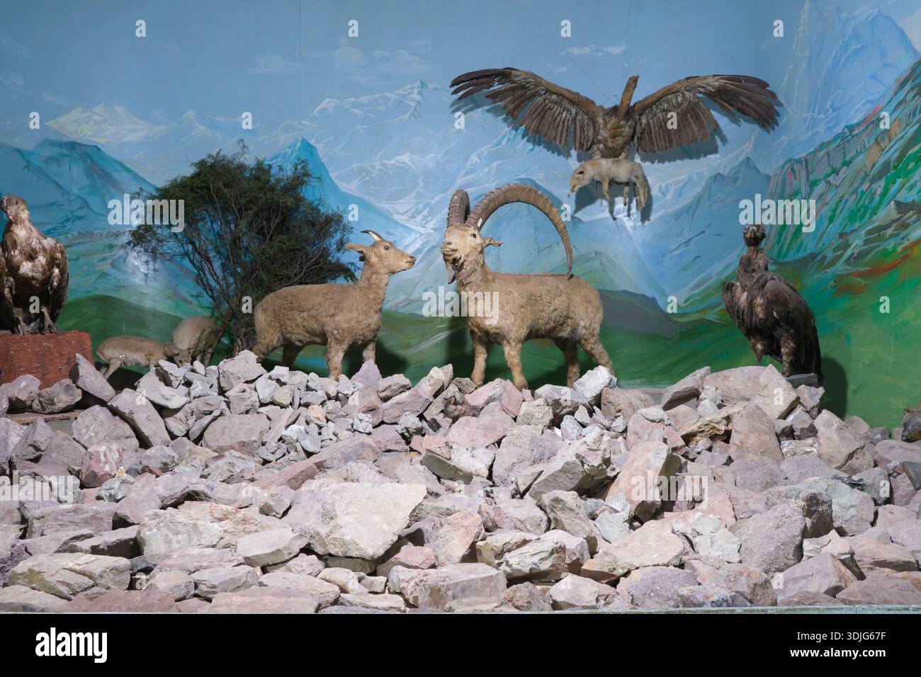 Diorama der Bergregion, einschließlich Schafe, Falken. Im Regional Museum of History and Local Lore. In Namangan, Fergana Valley, Usbekistan. Stockfoto
