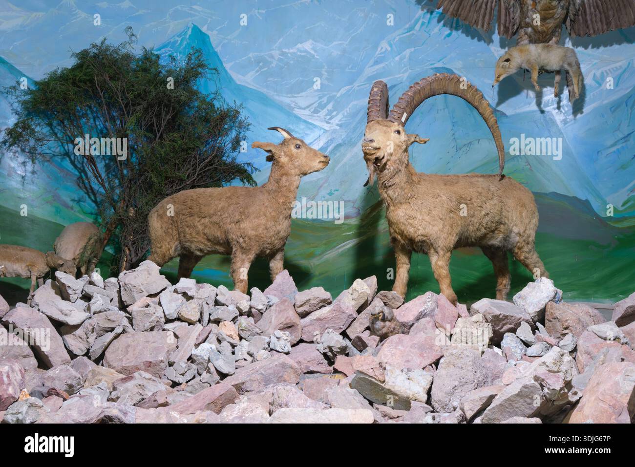Diorama der Bergregion, einschließlich Schafe, Falken. Im Regional Museum of History and Local Lore. In Namangan, Fergana Valley, Usbekistan. Stockfoto