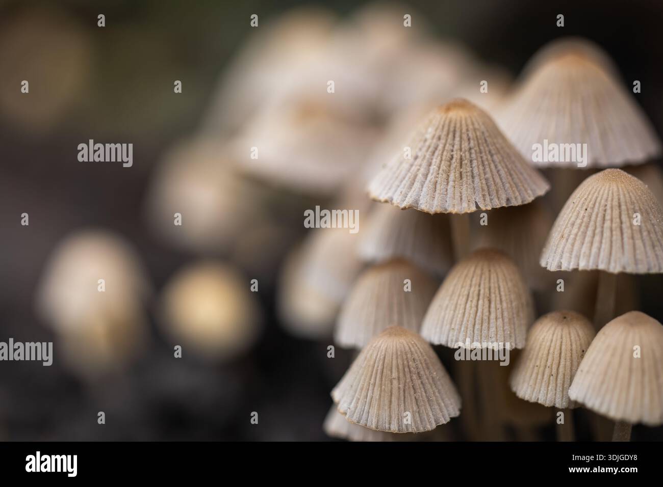 Kleine Pilze Coprinellus disseminatus in grünem Moos. Coprinellus disseminatus, auch bekannt als Feen-Tintenkappen oder Trooping-Crumble-Cap in grünem Moos Stockfoto