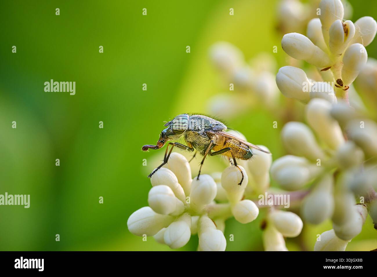 Winziger Besucher: Makrowelt eines Insekts auf einer Blüte Stockfoto
