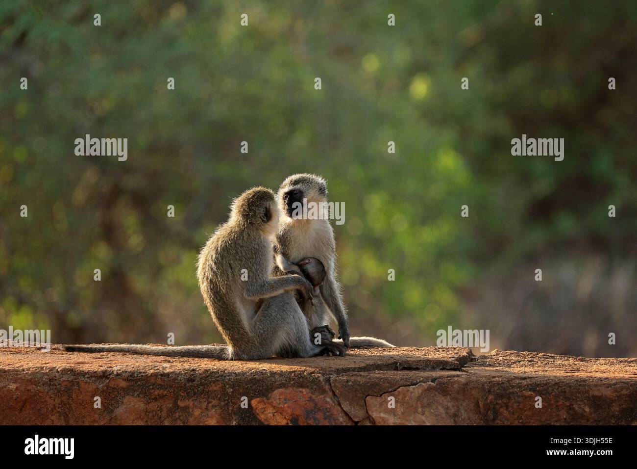 Die Affenfamilie der Vervet im Tsavo-Nationalpark in Kenia Stockfoto