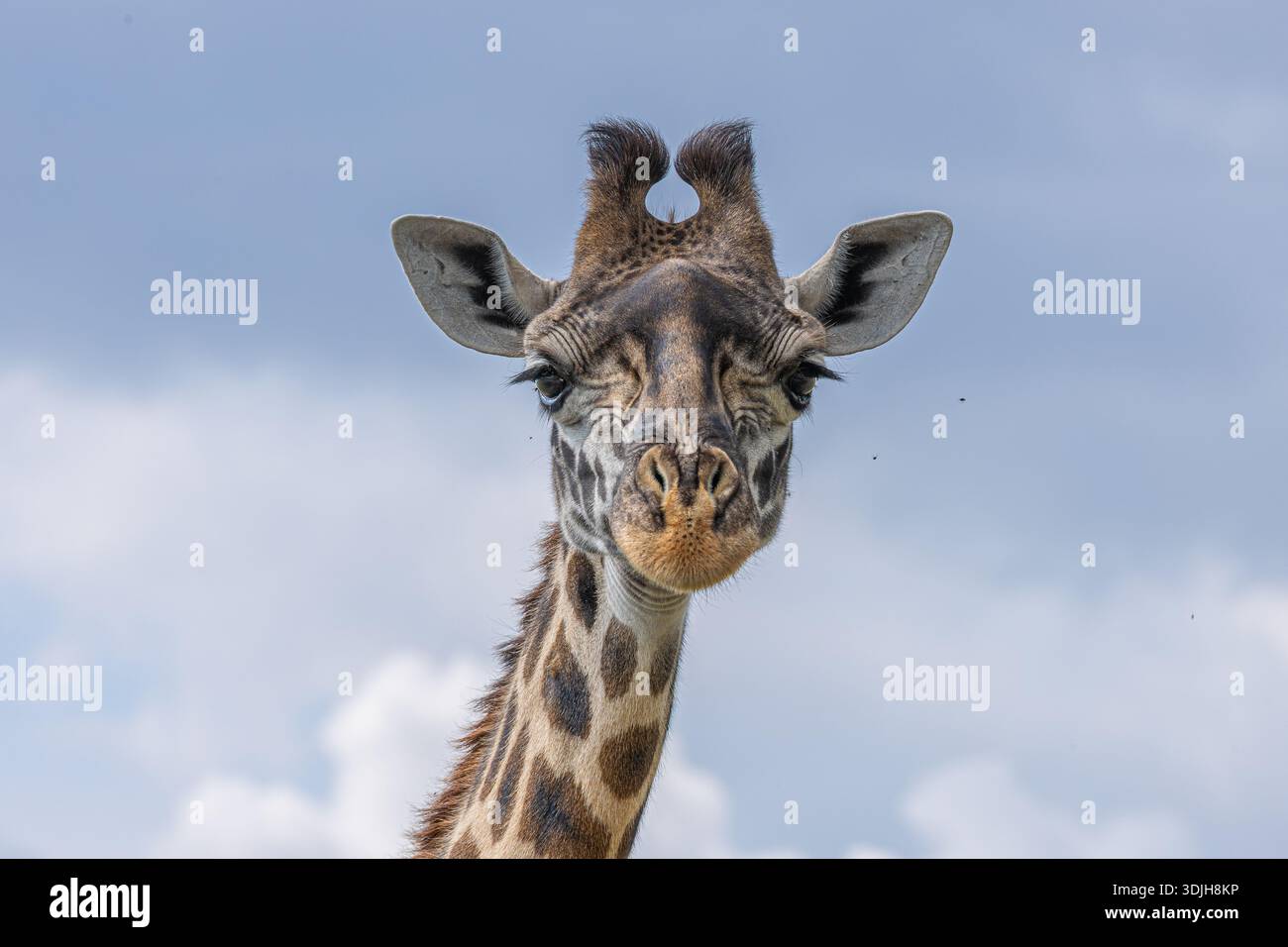 Der Blick auf eine Giraffe blickt mit sanften Augen nach unten, ihr gemusterter Mantel kontrastiert mit dem sanften blauen Himmel und schafft einen ruhigen Moment, MASA MARA, KENIA. Stockfoto