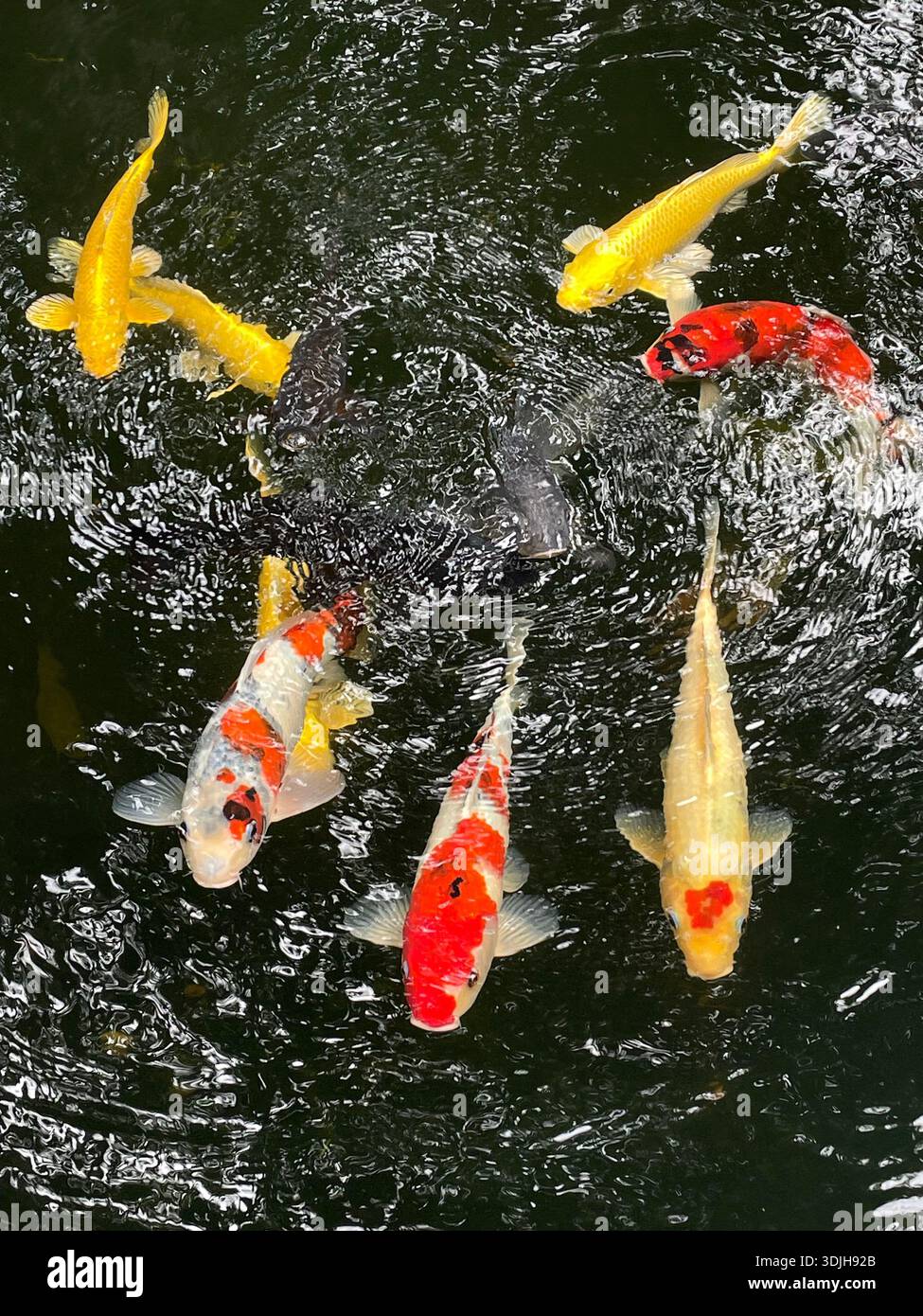 Farbenfrohe Koi-Fische in einem traditionellen Teich in Vietnam - Smartphone-aufgenommenes Stockfoto