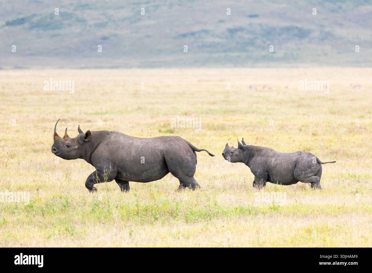 Schwarzes Nashorn (Diceros bicornis) mit Kalb, Ngorongoro-Krater, Tansania Stockfoto