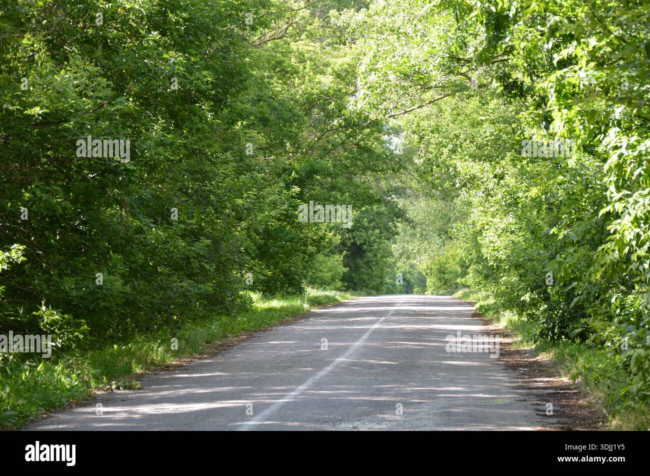 Eine malerische, schmale Landstraße schlängelt sich durch üppiges, grünes und dicht bewaldetes Gelände. Stockfoto