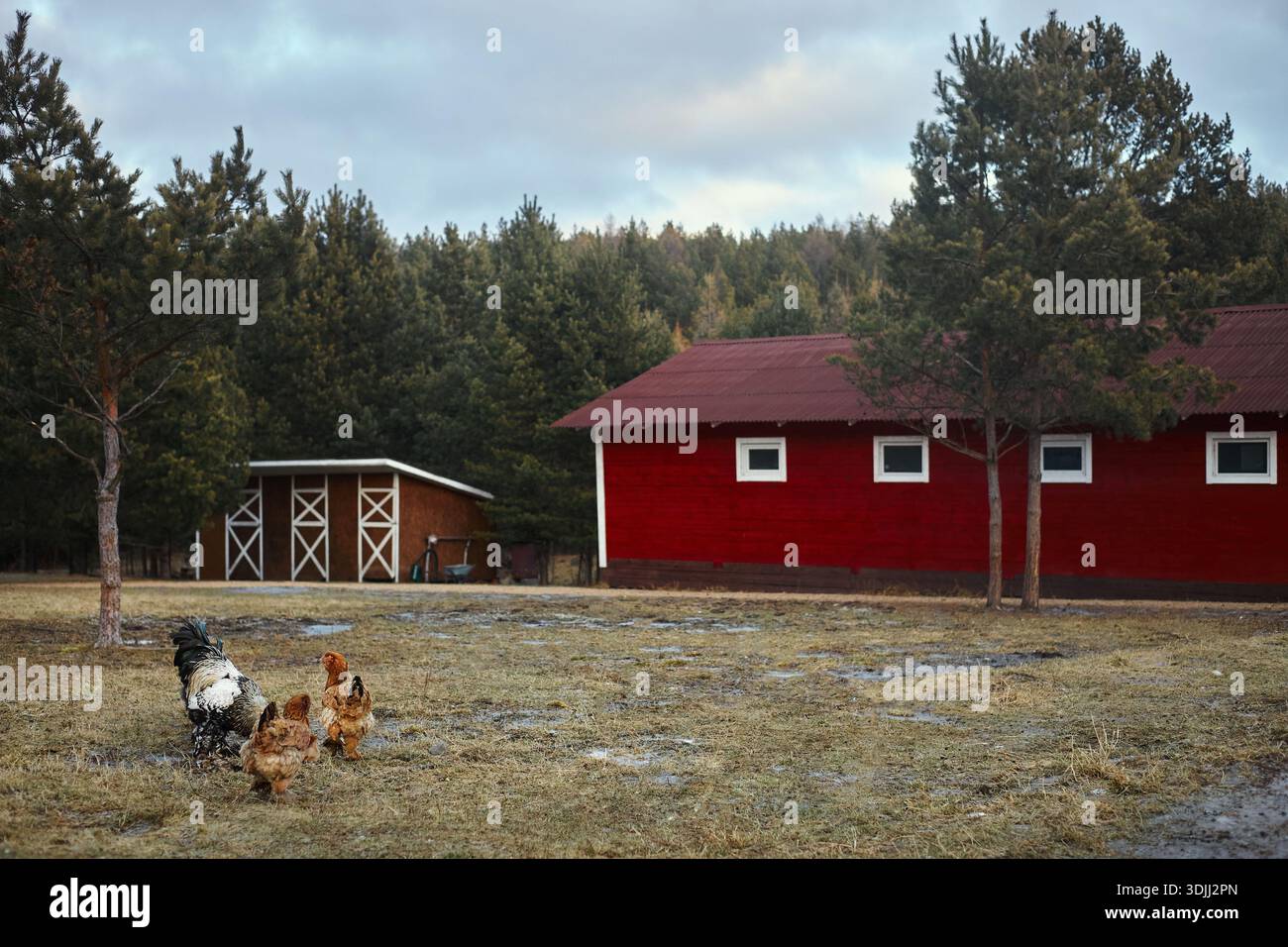 Hühner laufen vor einer roten Scheune auf einem Bauernhof. Hohe Bäume sind im Hintergrund zu sehen. Das Wetter sieht bewölkt aus und der Boden ist nass. Stockfoto