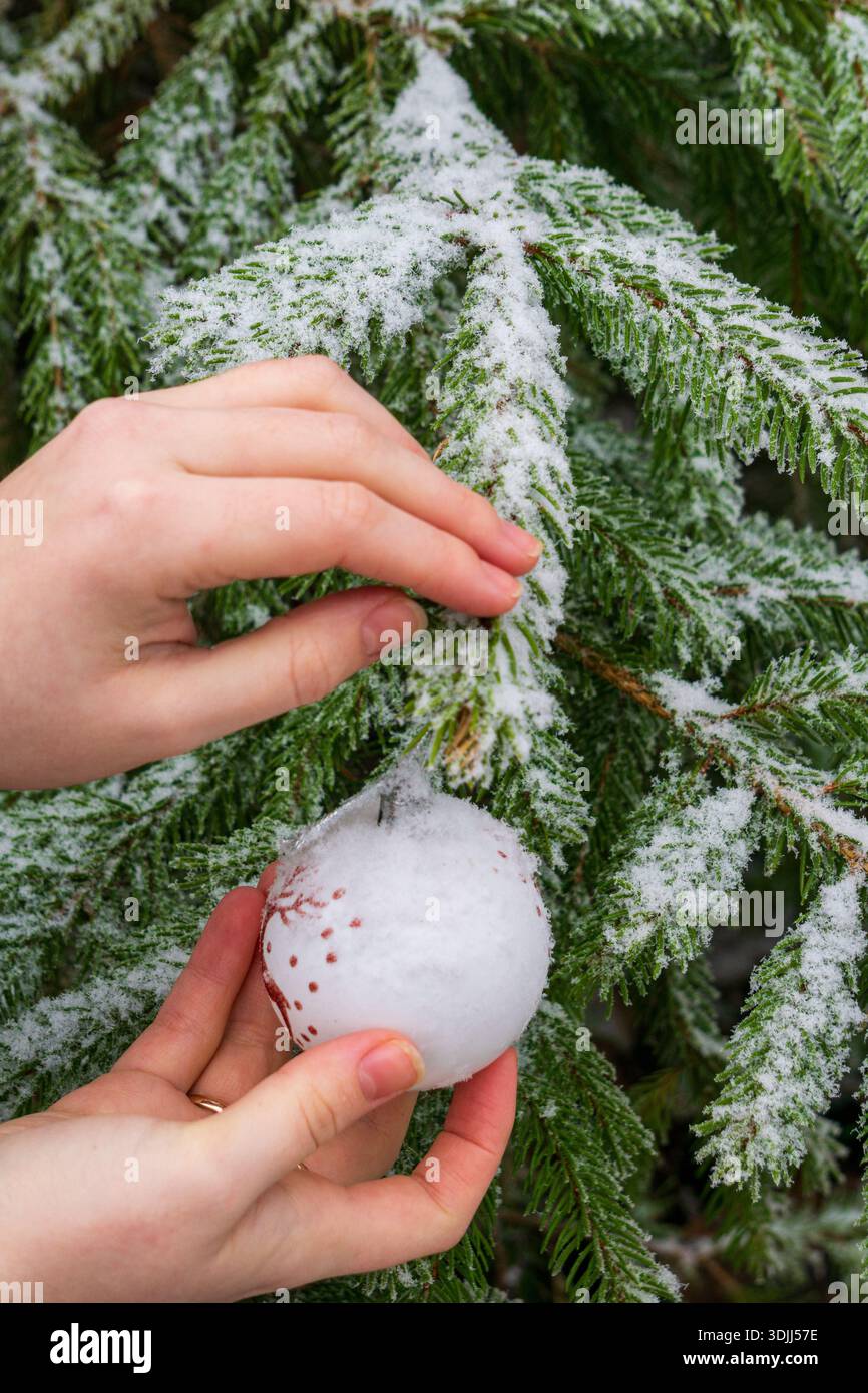 Menschliche Hände halten sanft einen Schneeball neben einem Fichtenzweig, der mit Frost und frischem Schnee bedeckt ist. Stockfoto