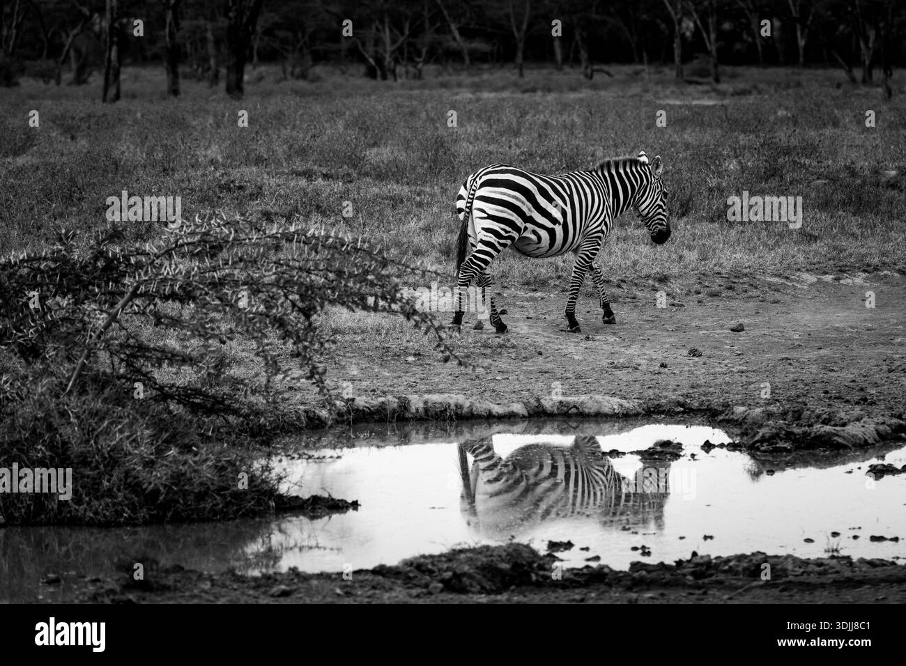 Zebra im Lake Naivasha Nationalpark Kenia Stockfoto