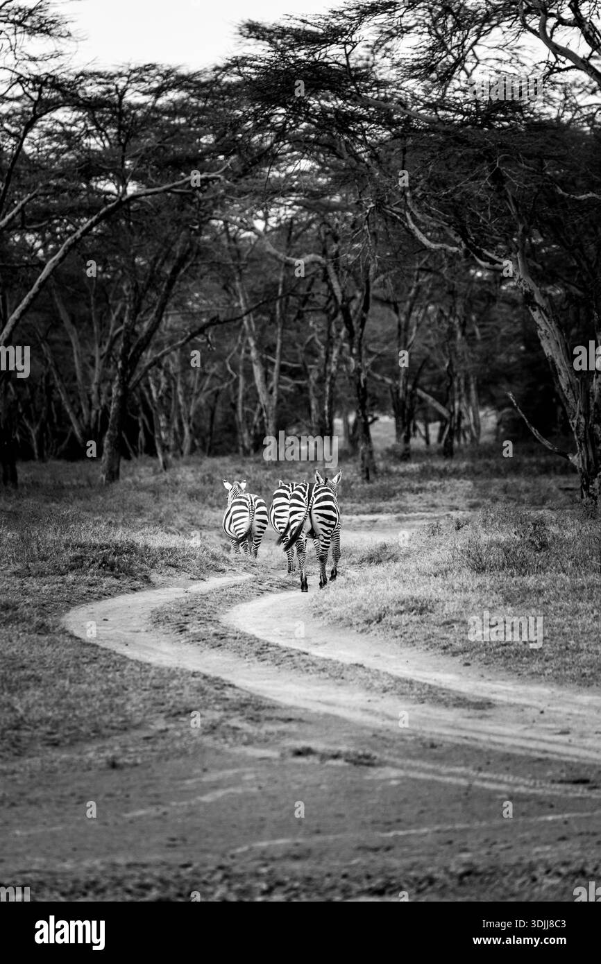 Zebra im Lake Naivasha Nationalpark Kenia Stockfoto