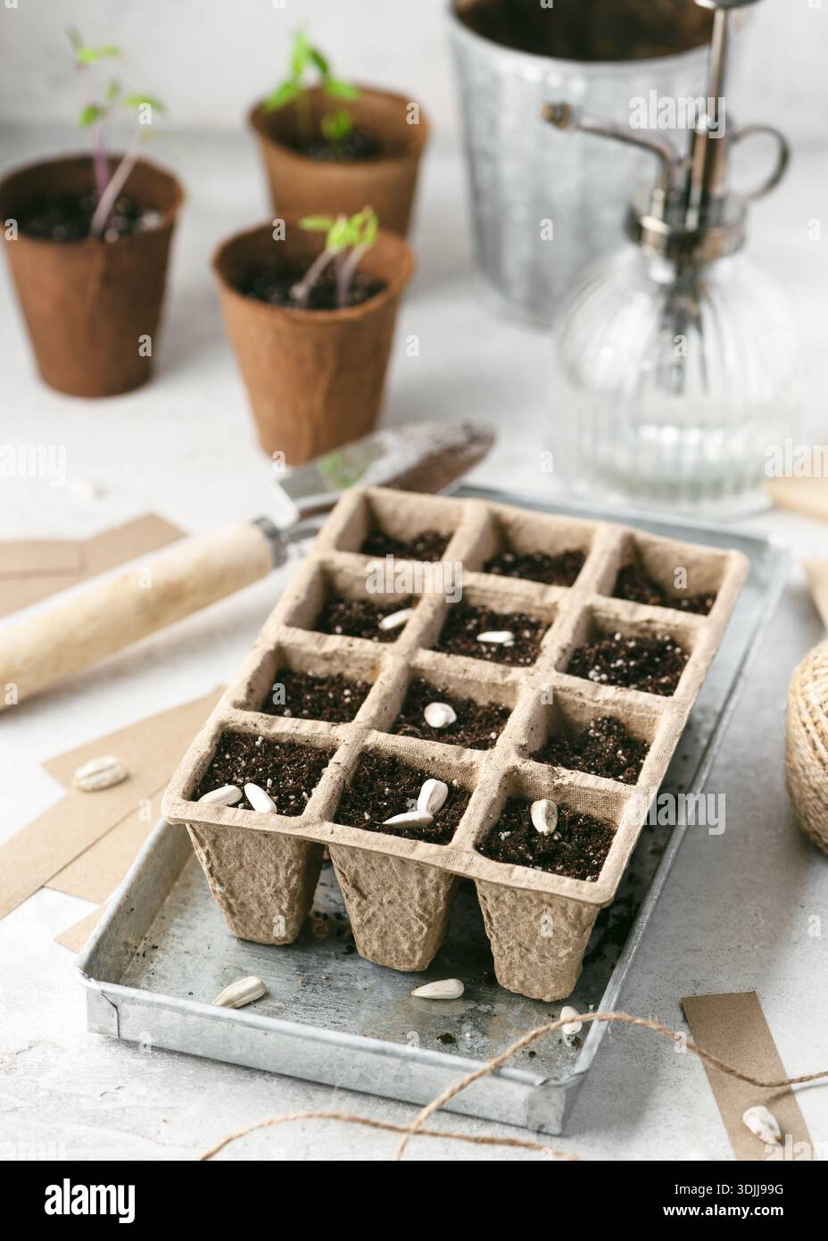 Sonnenblumenkerne in biologisch abbaubaren Saatgutschalen, gefüllt mit Boden, vorbereitet für die Aussaat, mit jungen Setzlingen und Gartenwerkzeugen im Hintergrund. Stockfoto