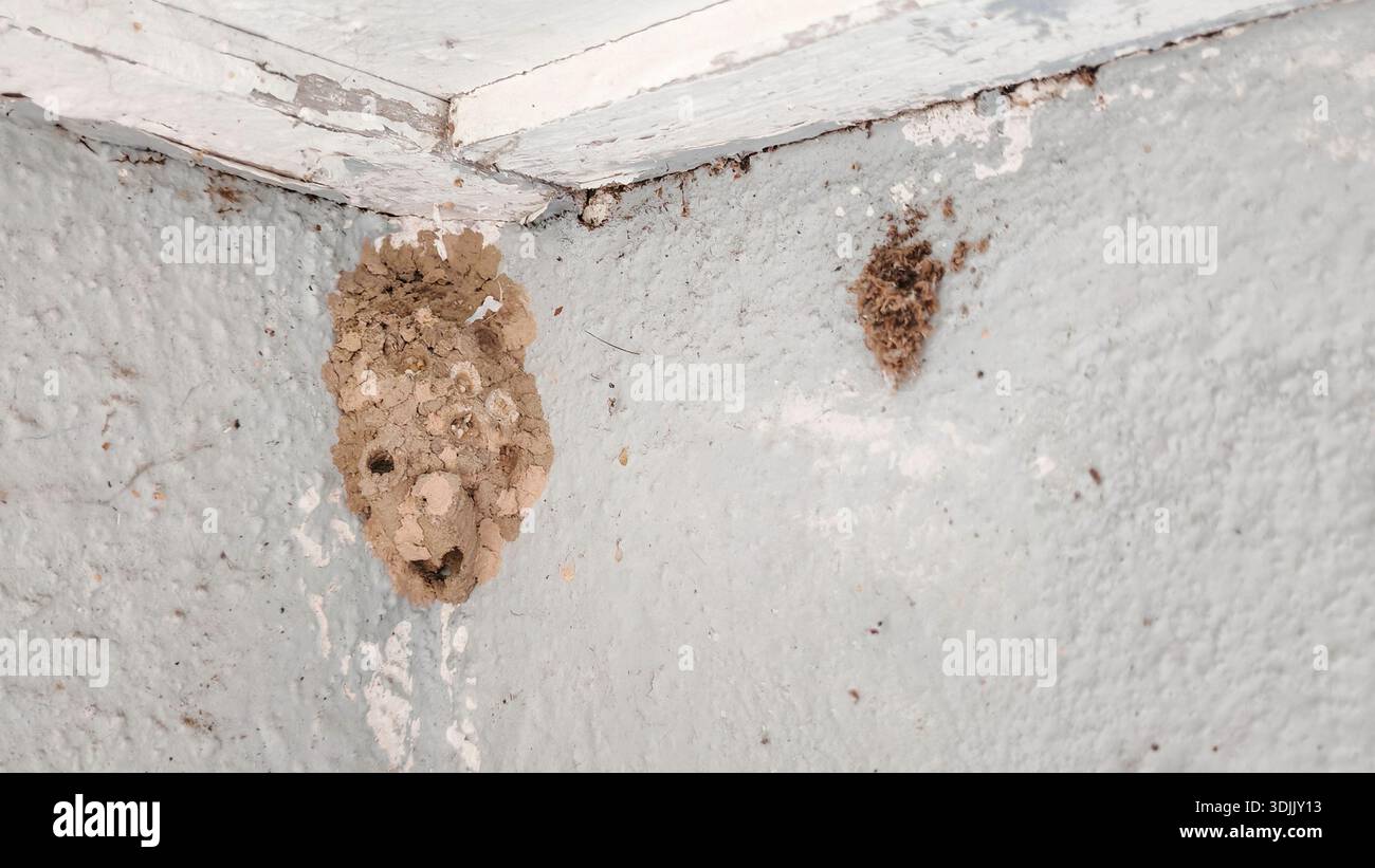 Schlamm Dauber Wasp Nest an der Wandecke zeigt natürliche Insekten Habitat Stockfoto