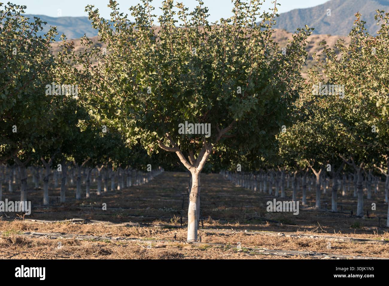 Pistazien-Nuss-Obstgarten, Santa Barbara County, Kalifornien, USA. Stockfoto