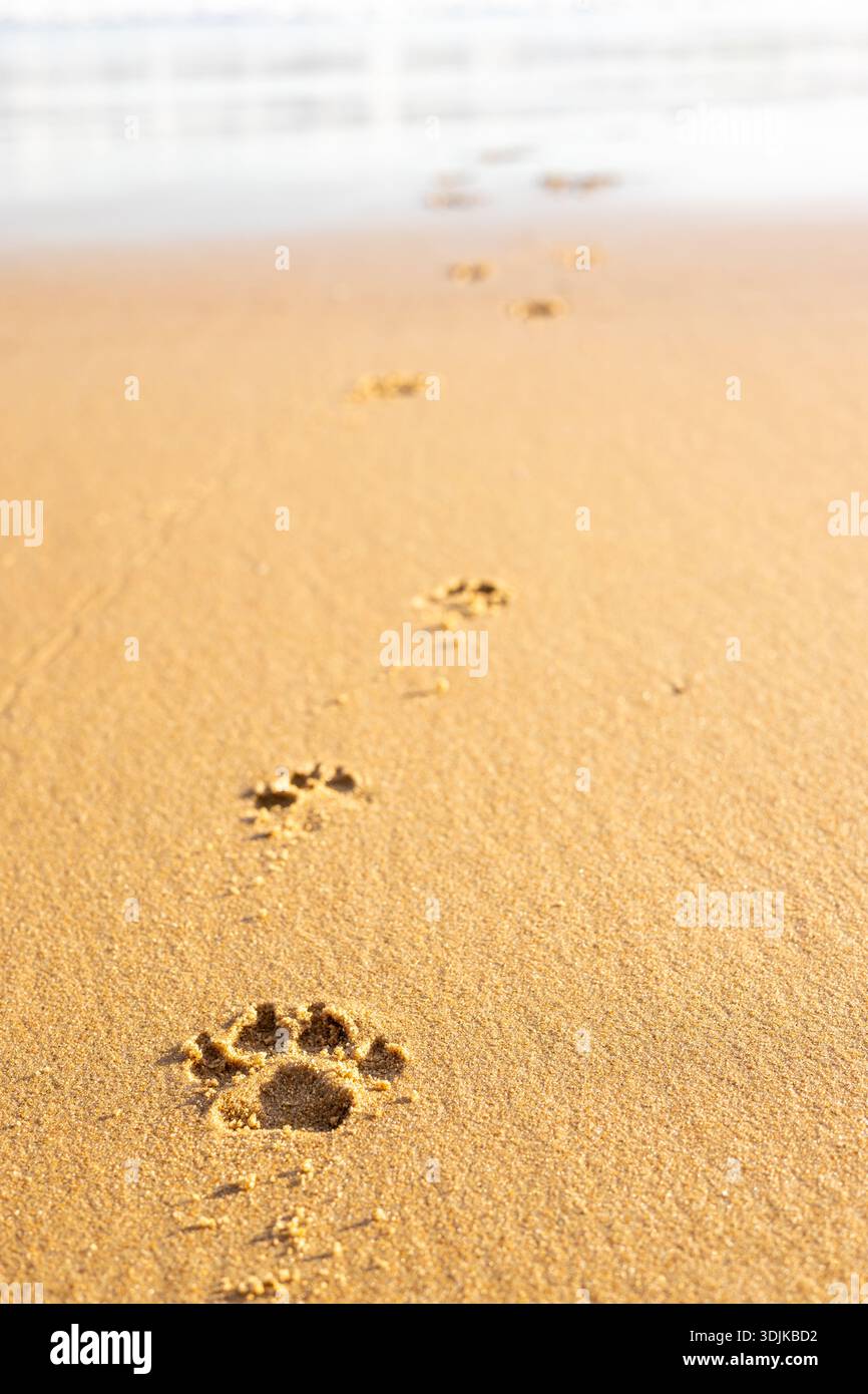 Frische Hundepfoten auf dem Sand. Hundestrand. Hundekonzept. Kopierbereich. Nahaufnahme. Vertikales Foto Stockfoto