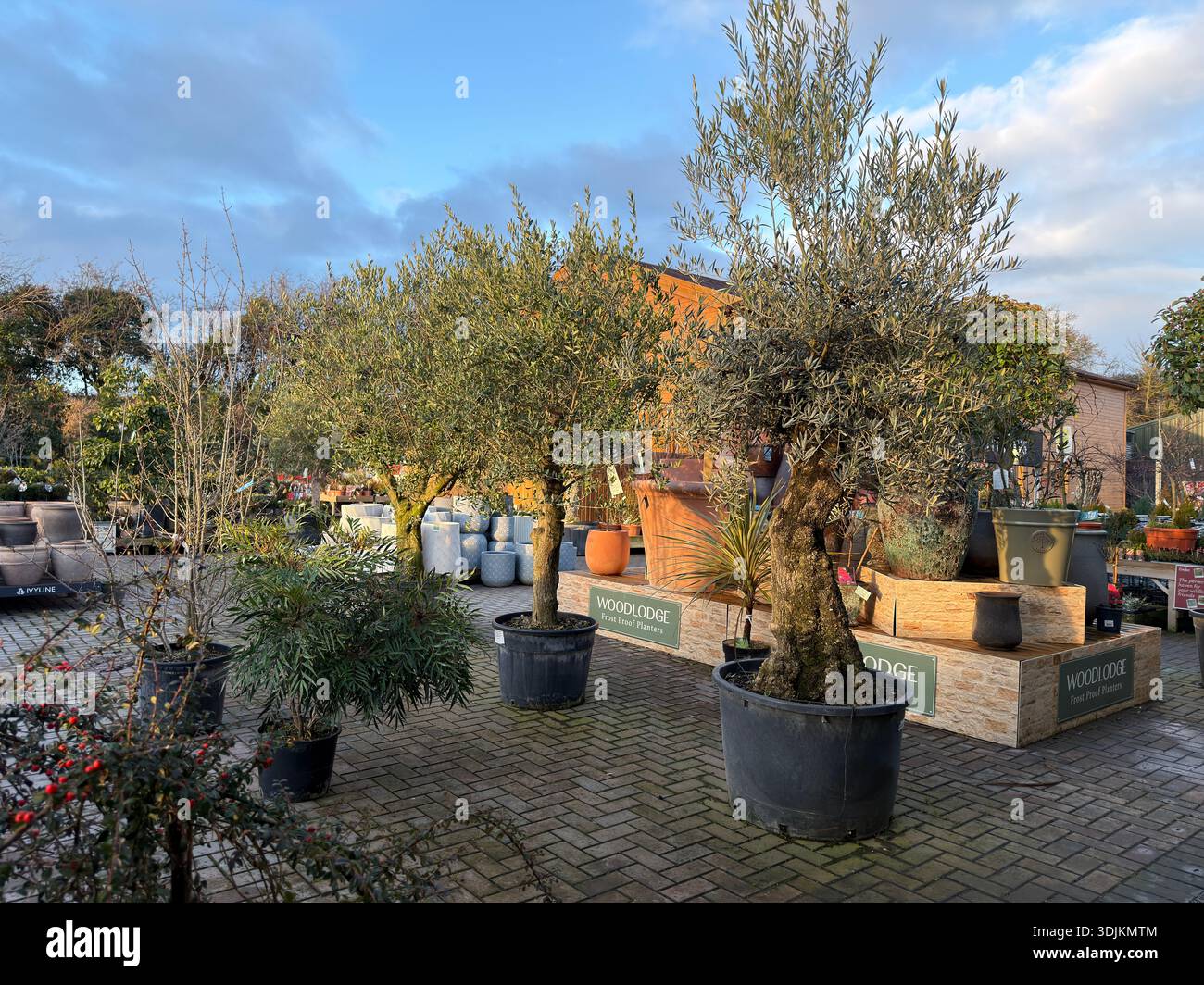 Reife Olivenbume in groen Behltern zum Verkauf in einem Gartencenter, im  Winterlicht im Freien Stockfotografie - Alamy