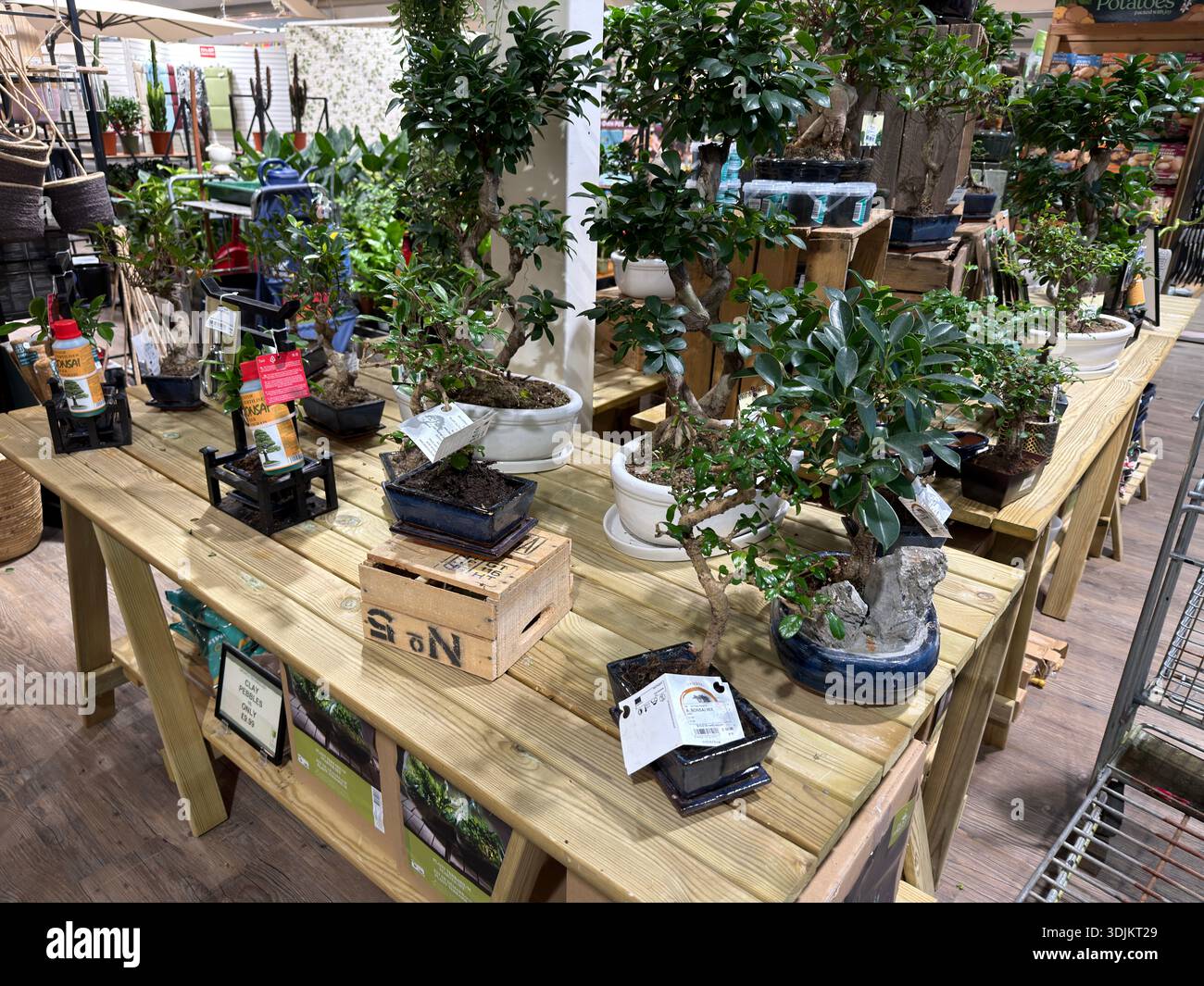 Pflanzen im Innenbereich mit Bonsaipflanzen, Ficus und dekorativen  Laubpflanzen, die auf Holztischen in einem Gartencenter angeordnet sind  Stockfotografie - Alamy