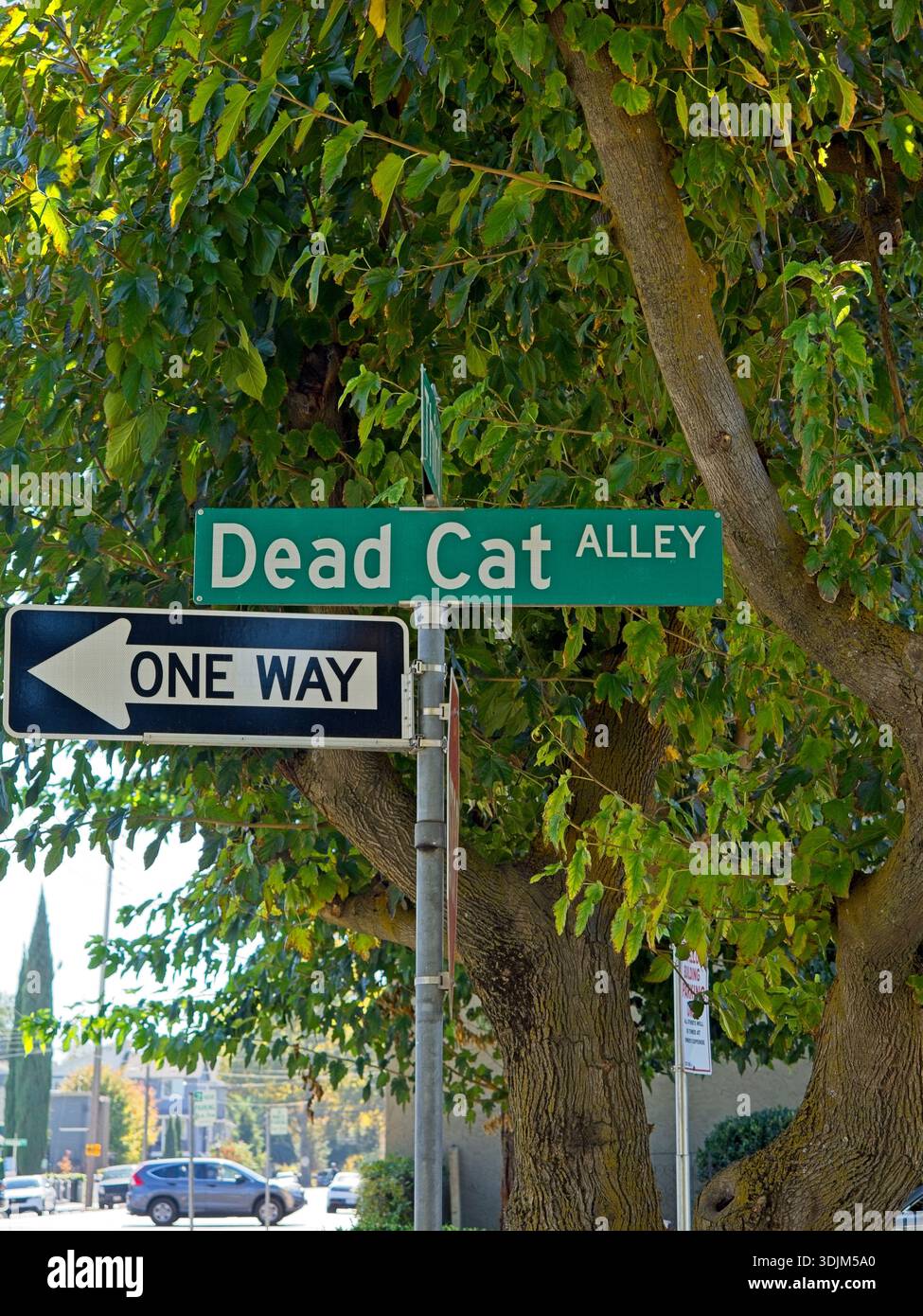 Skurriles Straßenschild mit der Aufschrift Dead Cat Alley, ein Weg gefunden in Woodland California Stockfoto